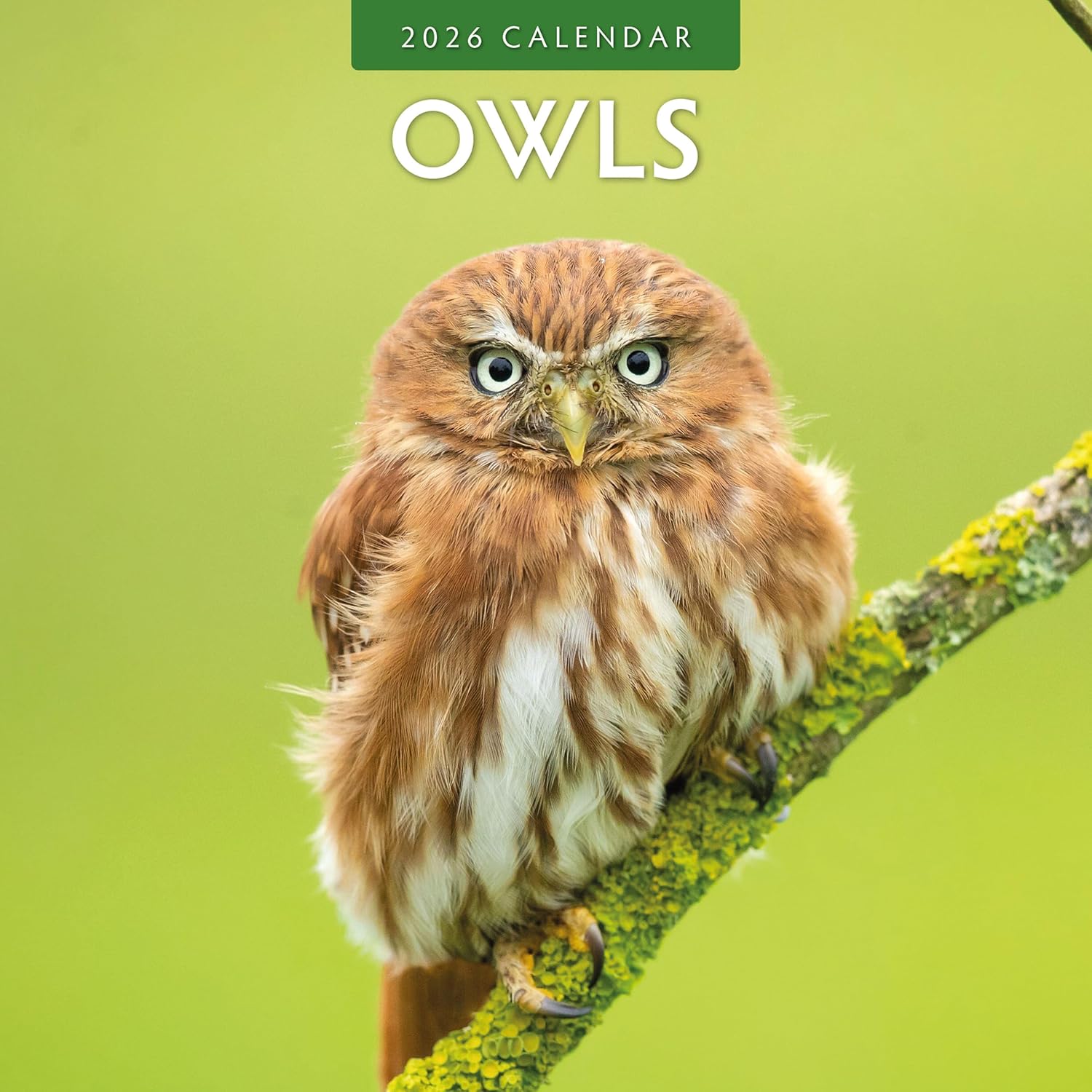 Red Robin 2026 Owls Monthly Wall Calendar | 12" x 24" Open | Premium Thick & Sturdy Paper | Hangable 12 Month Calendar | Lined Notes & To Do Area | Vivid Images | Plastic Free