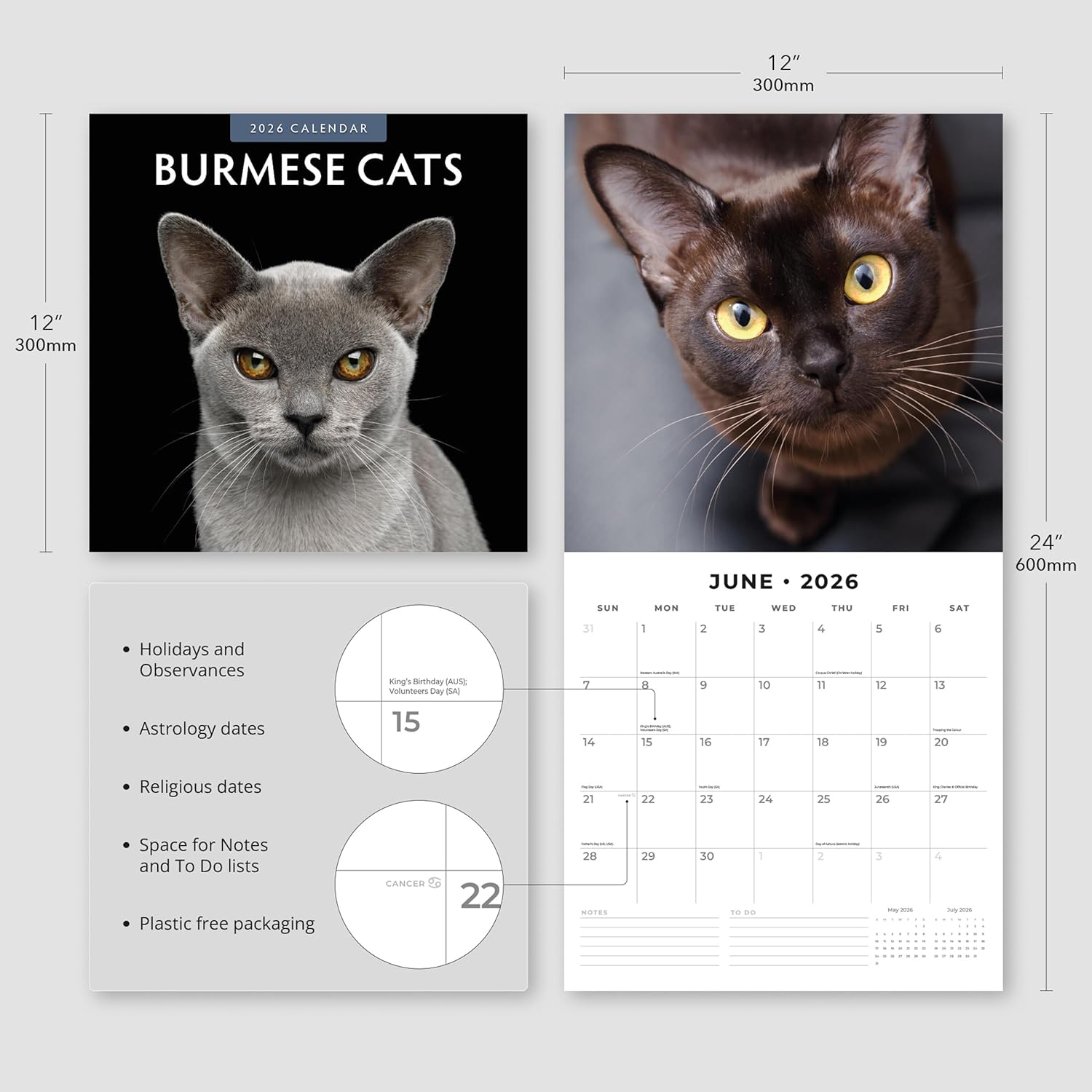 Burmese Cats - 2026 Square Wall Calendar - by Red Robin Publishing