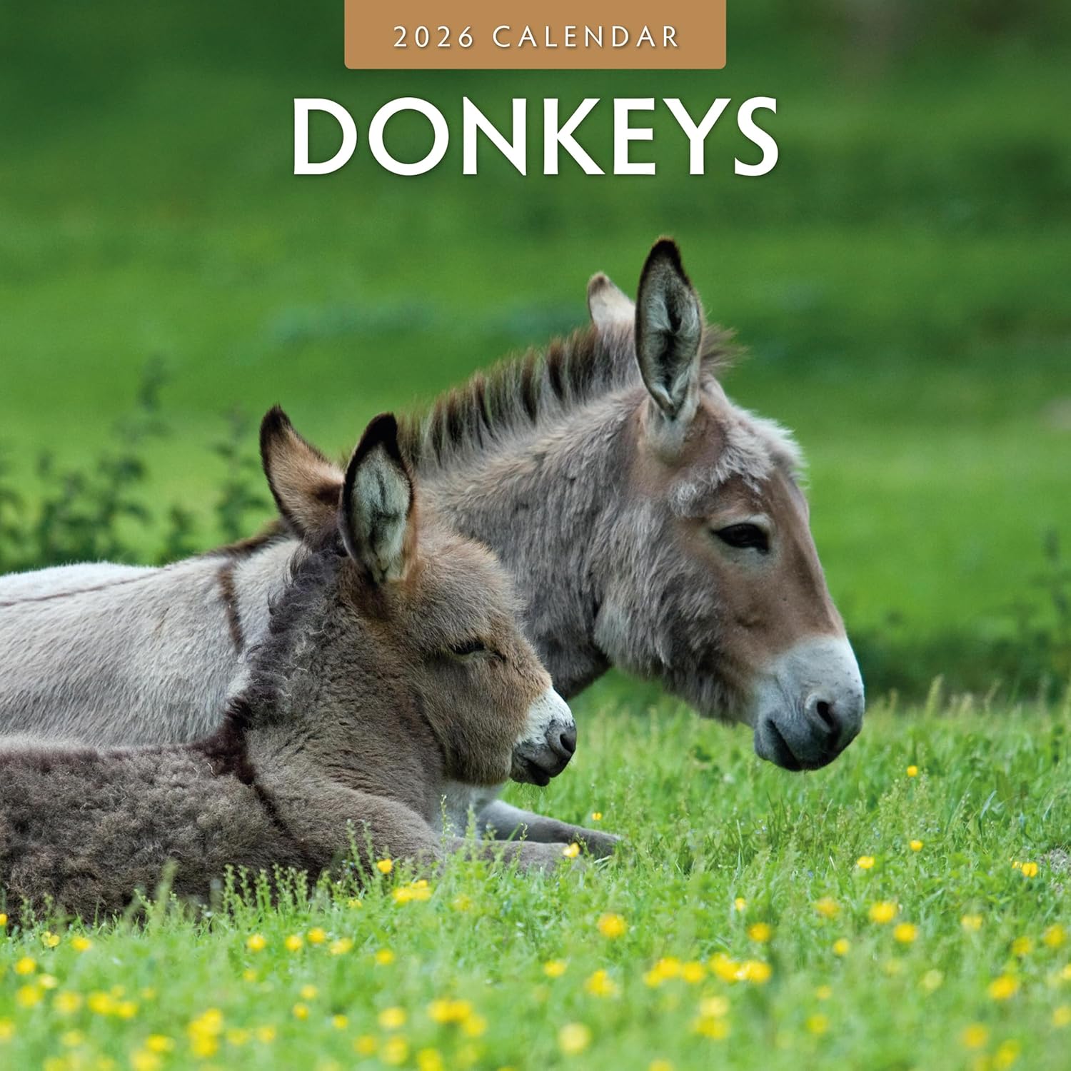 Red Robin 2026 Donkeys Monthly Wall Calendar | 12" x 24" Open | Premium Thick & Sturdy Paper | Hangable 12 Month Calendar | Lined Notes & To Do Area | Vivid Images | Plastic Free