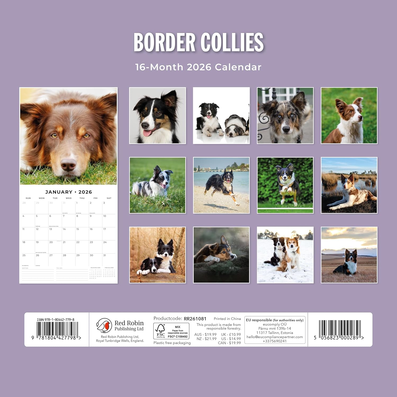 Red Robin 2026 Border Collies Monthly Wall Calendar | 12" x 24" Open | Premium Thick & Sturdy Paper | Hangable 12 Month Calendar | Lined Notes & To Do Area | Vivid Images | Plastic Free