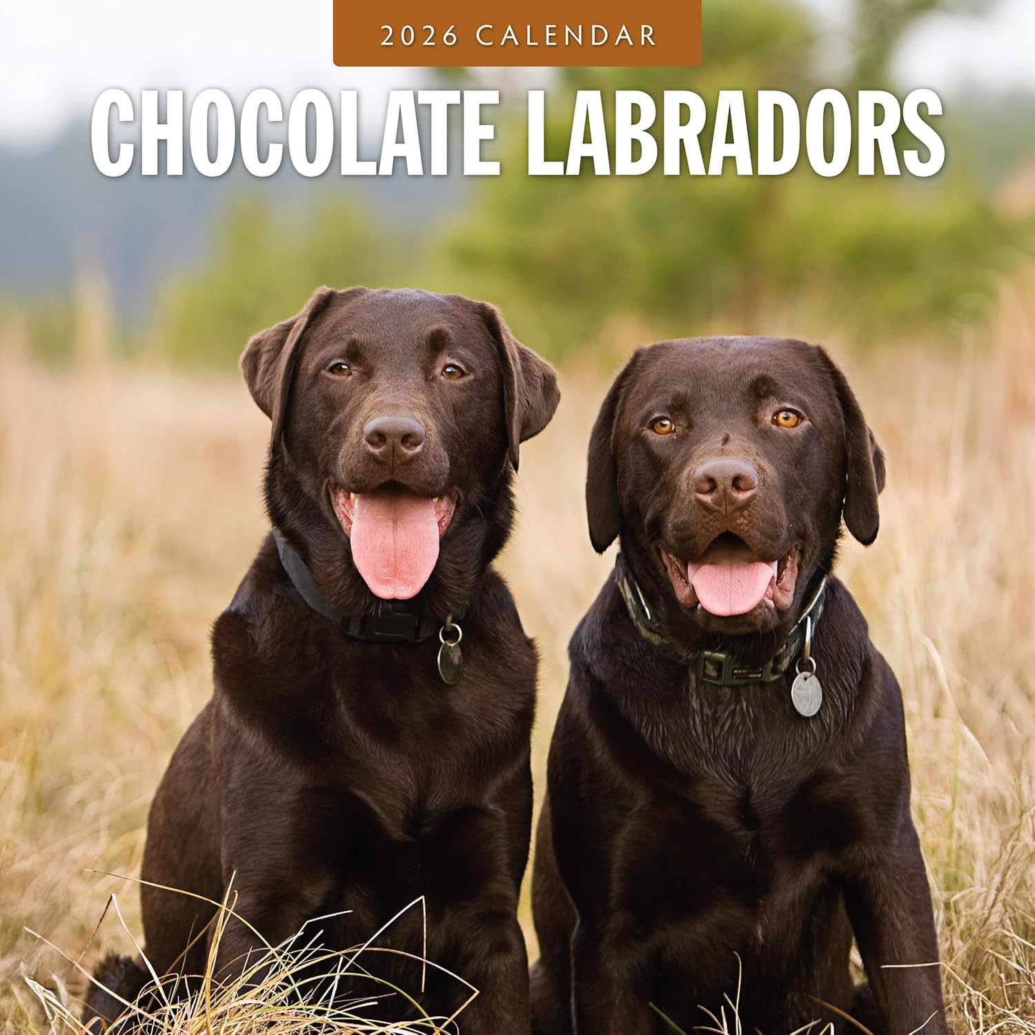 Red Robin 2026 Chocolate Labradors Monthly Wall Calendar | 12" x 24" Open | Premium Thick & Sturdy Paper | Hangable 12 Month Calendar | Lined Notes & To Do Area | Vivid Images | Plastic Free