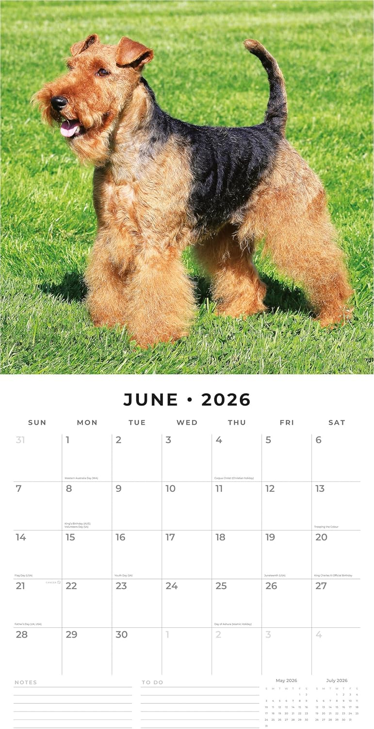 Red Robin 2026 Airedale Terriers Monthly Wall Calendar | 12" x 24" Open | Premium Thick & Sturdy Paper | Hangable 12 Month Calendar | Lined Notes & To Do Area | Vivid Images | Plastic Free