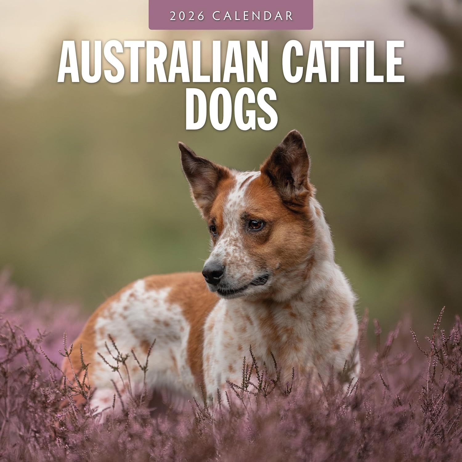 Red Robin 2026 Australian Cattle Dogs Monthly Wall Calendar | 12" x 24" Open | Premium Thick & Sturdy Paper | Hangable 12 Month Calendar | Lined Notes & To Do Area | Vivid Images | Plastic Free