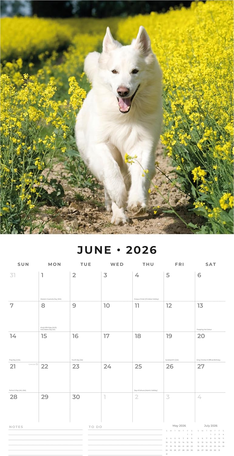 Red Robin 2026 White German Shepherds Monthly Wall Calendar | 12" x 24" Open | Premium Thick & Sturdy Paper | Hangable 12 Month Calendar | Lined Notes & To Do Area | Vivid Images | Plastic Free