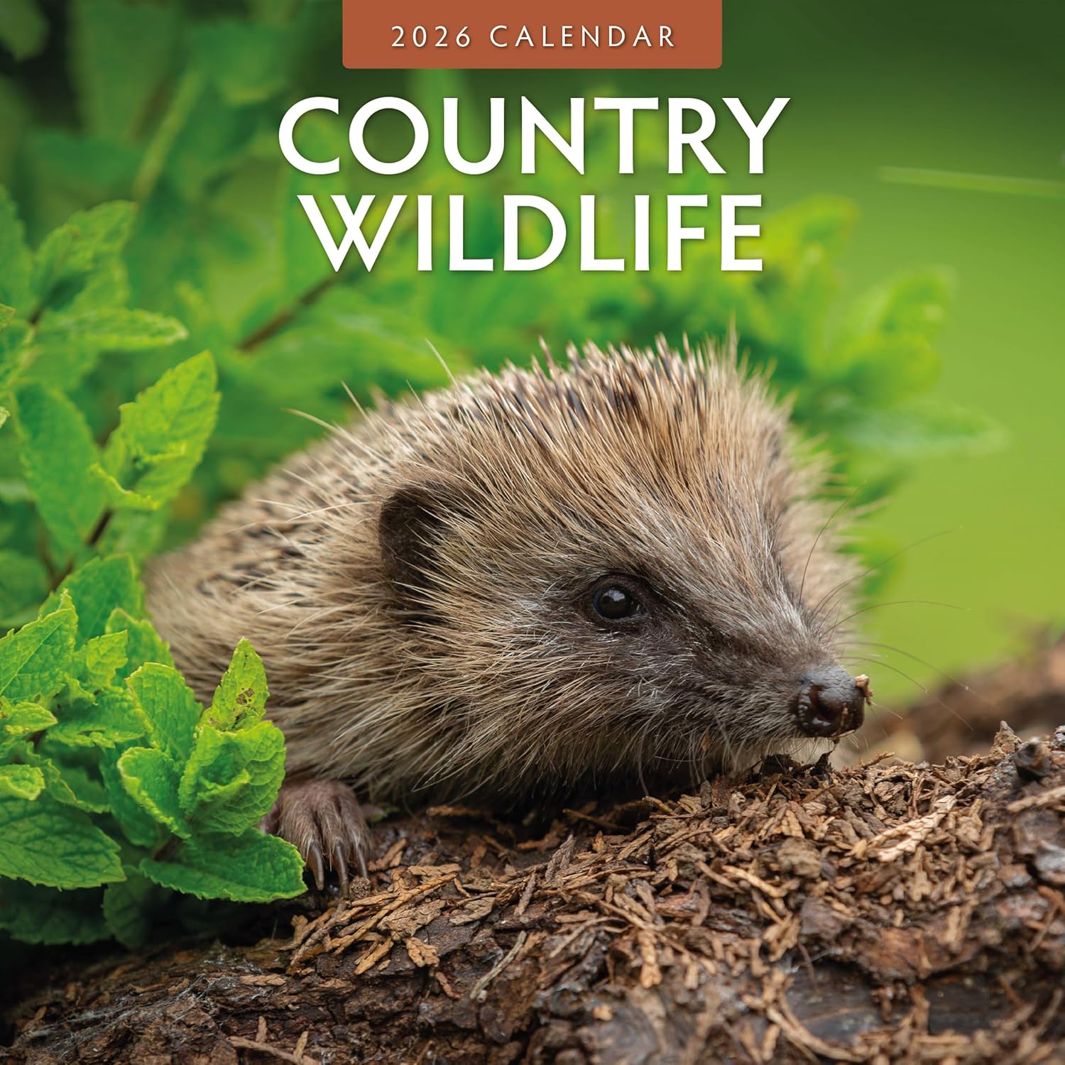 Red Robin 2026 Country Wildlife Monthly Wall Calendar | 12" x 24" Open | Premium Thick & Sturdy Paper | Hangable 12 Month Calendar | Lined Notes & To Do Area | Vivid Images | Plastic Free