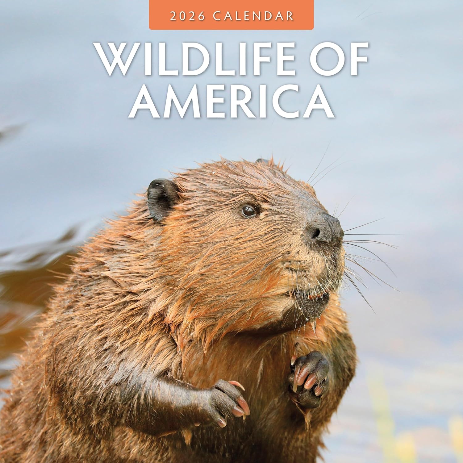 Red Robin 2026 Wildlife of America Monthly Wall Calendar | 12" x 24" Open | Premium Thick & Sturdy Paper | Hangable 12 Month Calendar | Lined Notes & To Do Area | Vivid Images | Plastic Free