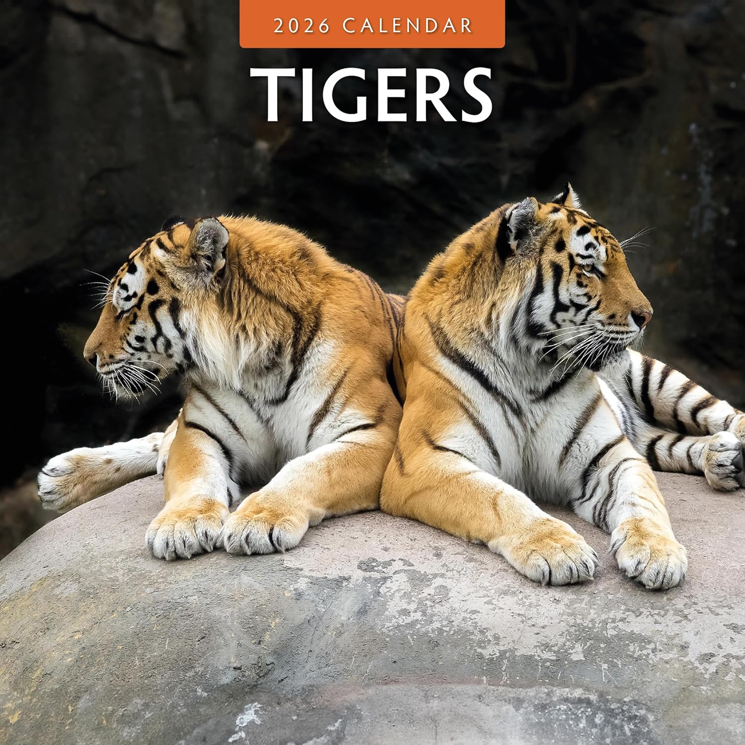 Red Robin 2026 Tigers Monthly Wall Calendar | 12" x 24" Open | Premium Thick & Sturdy Paper | Hangable 12 Month Calendar | Lined Notes & To Do Area | Vivid Images | Plastic Free