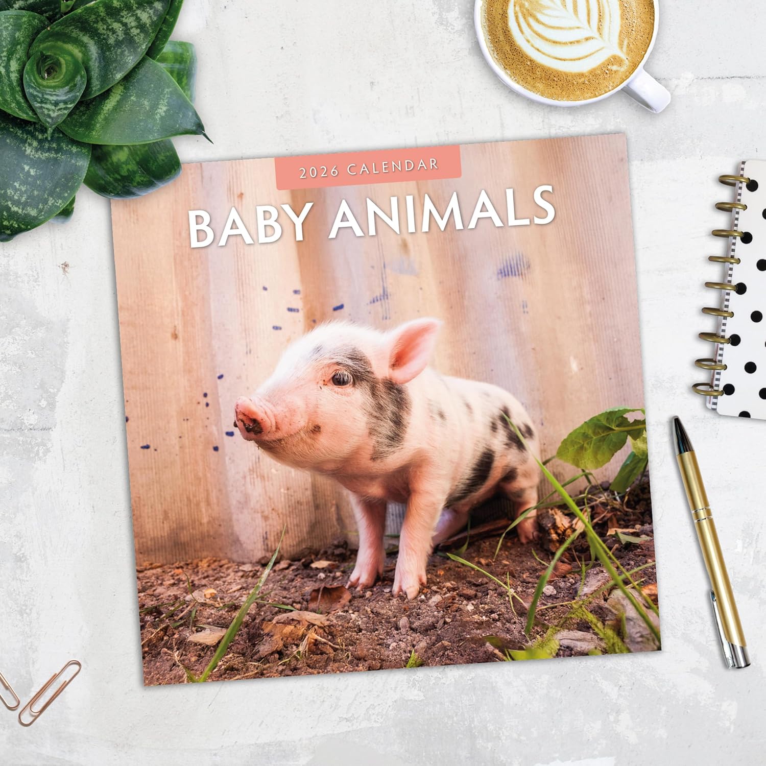 Baby Animals - 2026 Square Wall Calendar - by Red Robin Publishing