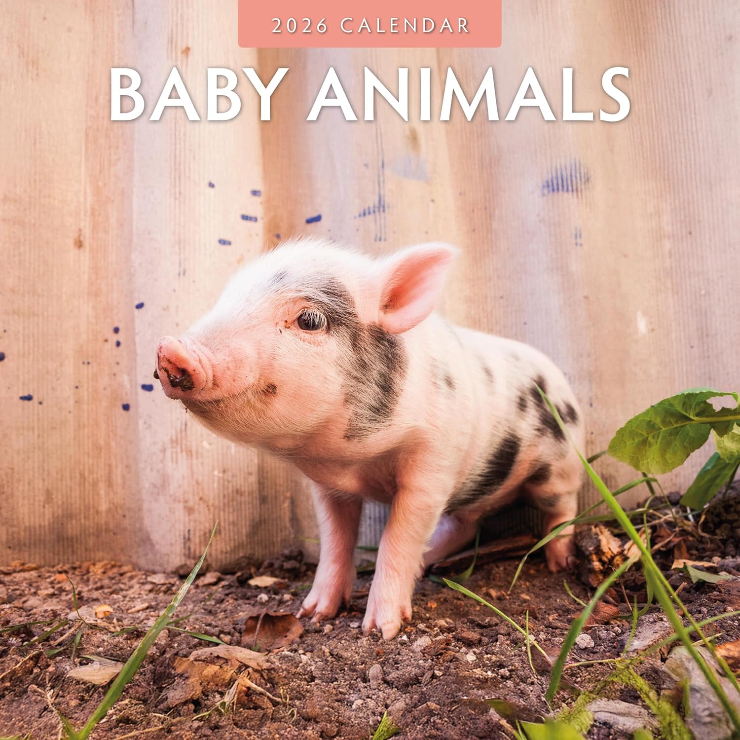 Baby Animals - 2026 Square Wall Calendar - by Red Robin Publishing