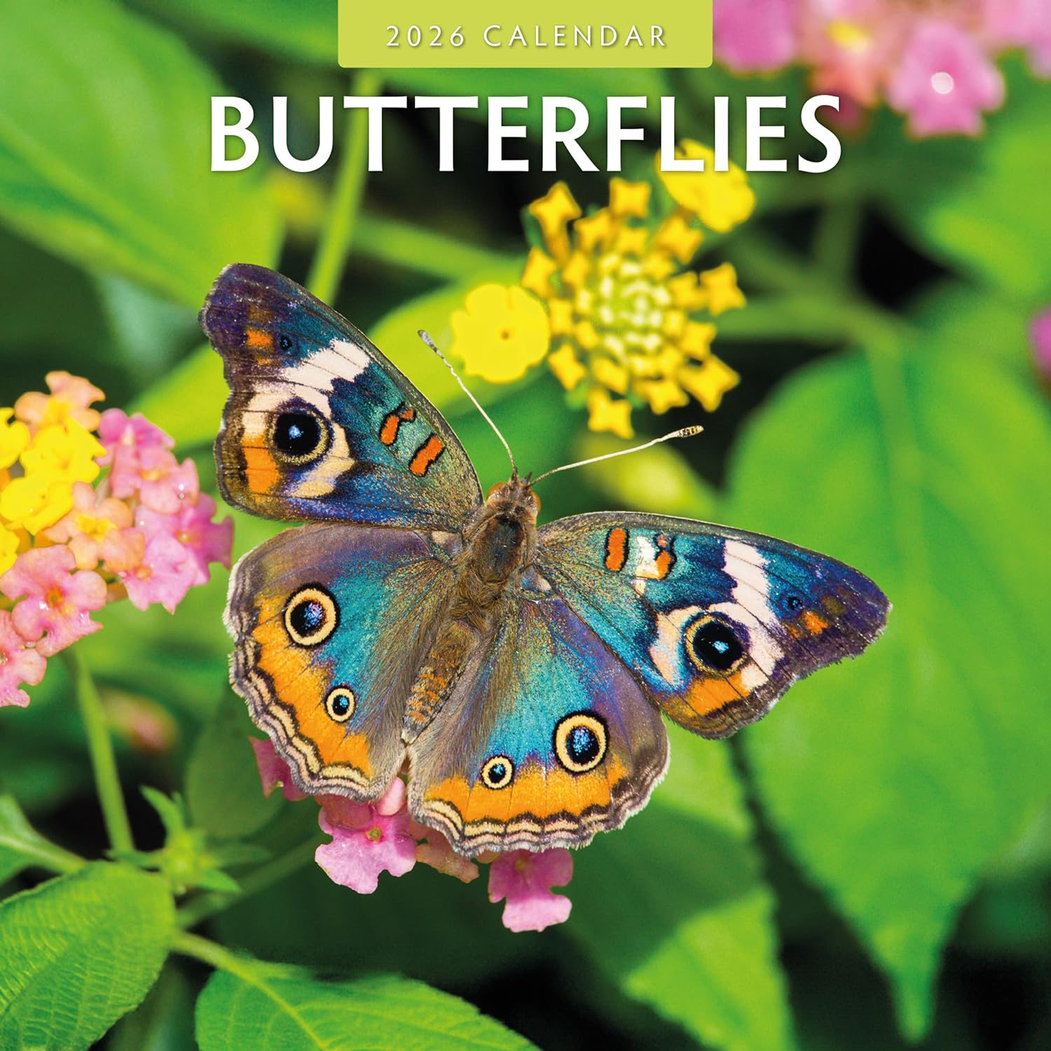 Butterflies - 2026 Square Wall Calendar - by Red Robin Publishing