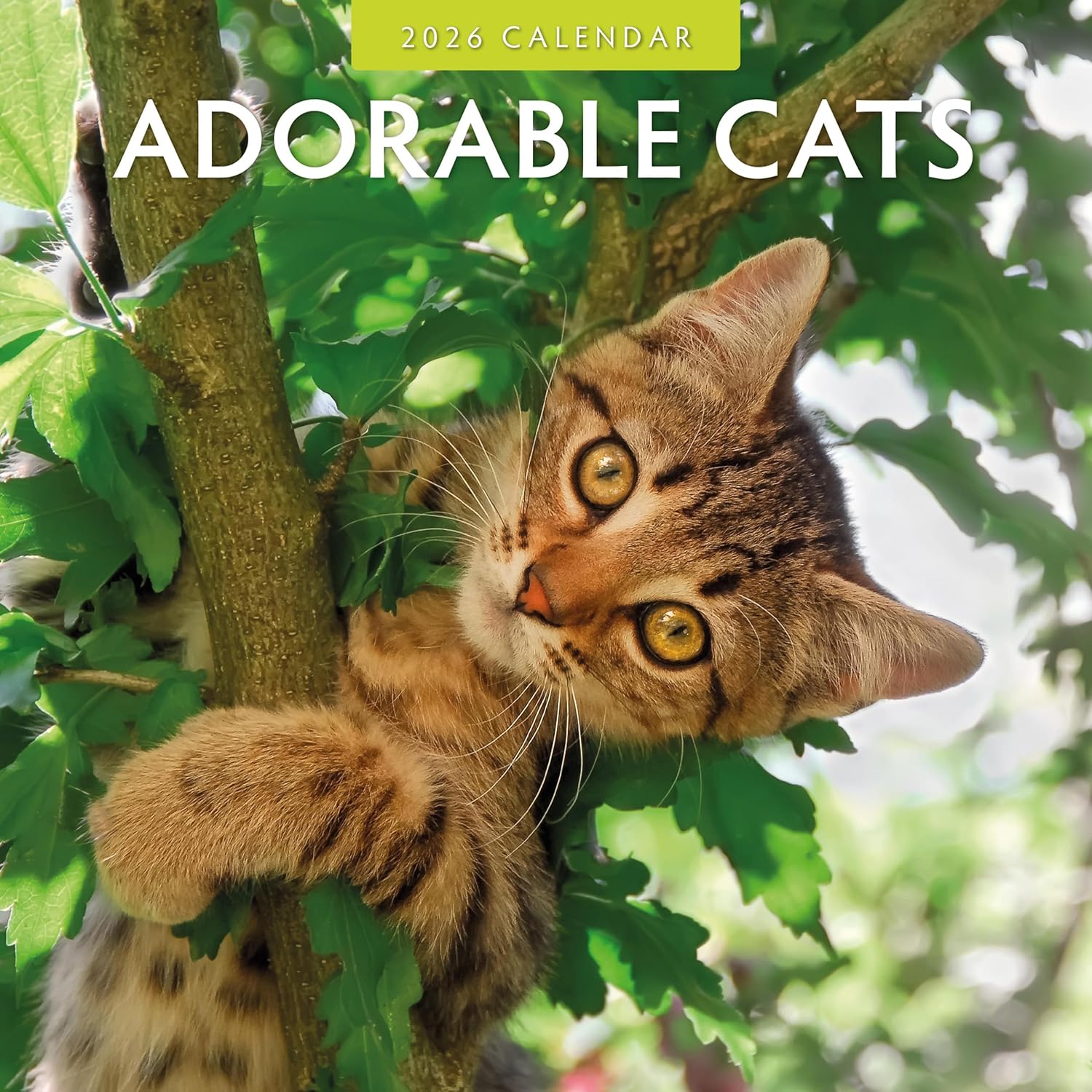 Adorable Cats - 2026 Square Wall Calendar - by Red Robin Publishing