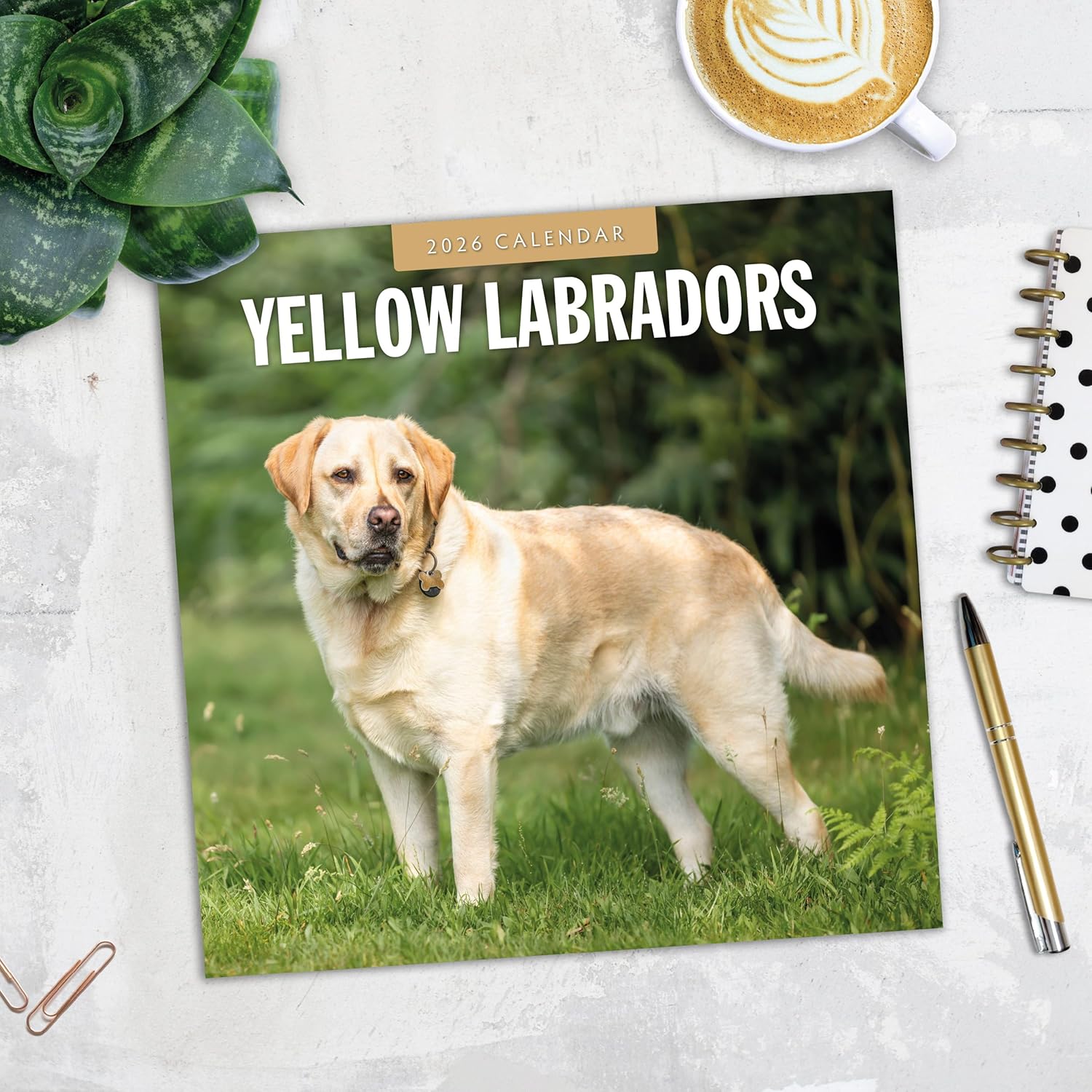 Red Robin 2026 Yellow Labrador Retriever Puppies Monthly Wall Calendar | 12" x 24" Open | Premium Thick & Sturdy Paper | Hangable 12 Month Calendar | Lined Notes & To Do Area | Plastic Free
