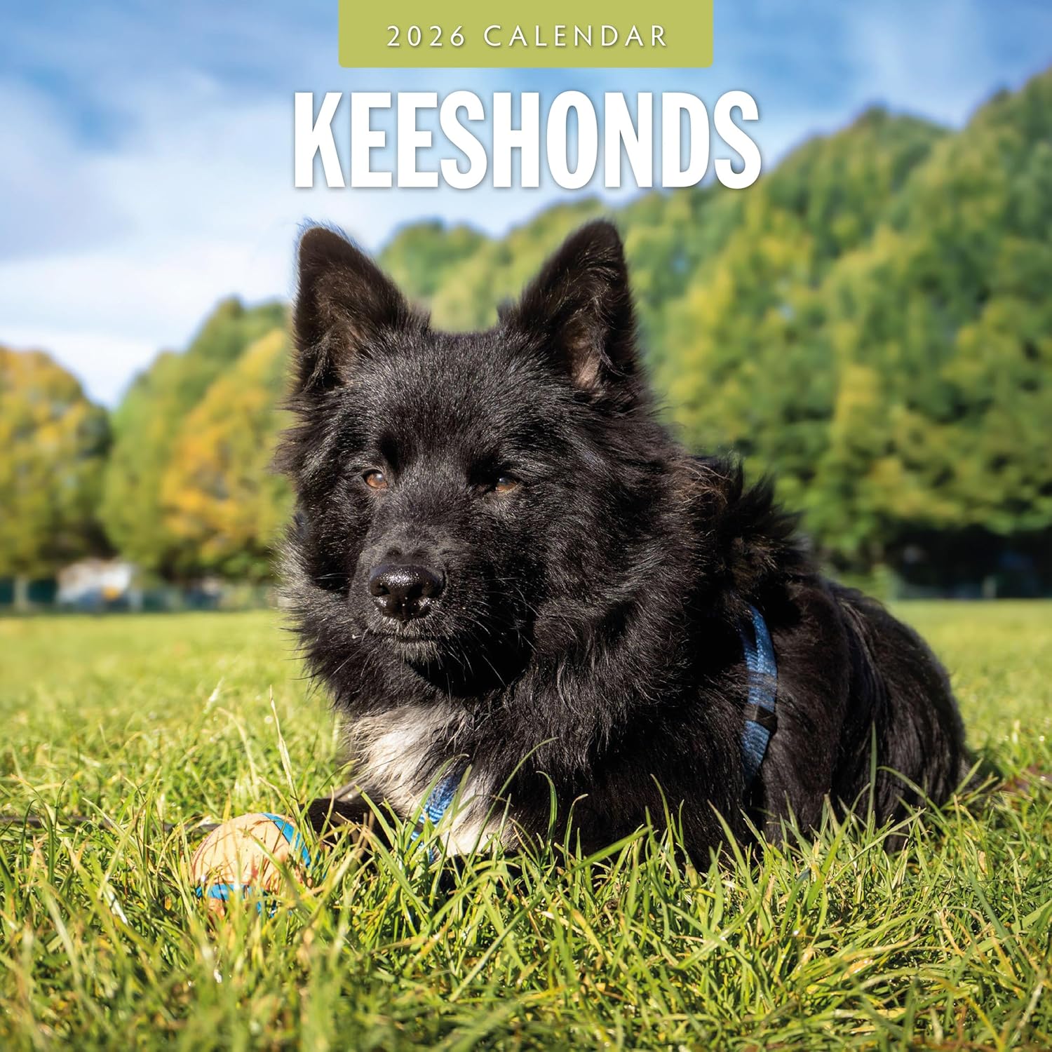 Red Robin 2026 Keeshonds Monthly Wall Calendar | 12" x 24" Open | Premium Thick & Sturdy Paper | Hangable 12 Month Calendar | Lined Notes & To Do Area | Vivid Images | Plastic Free