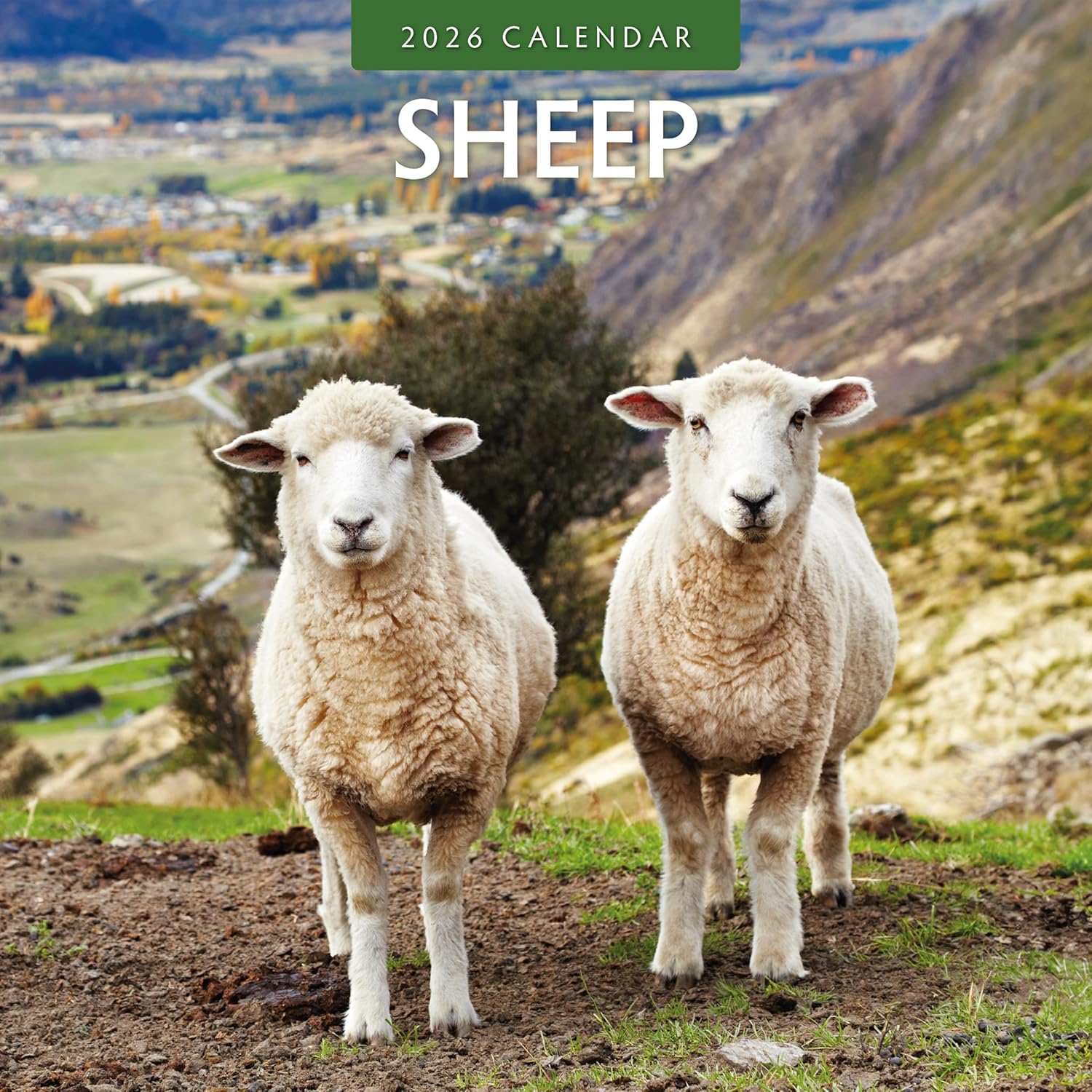 Red Robin 2026 Sheep Monthly Wall Calendar | 12" x 24" Open | Premium Thick & Sturdy Paper | Hangable 12 Month Calendar | Lined Notes & To Do Area | Vivid Images | Plastic Free
