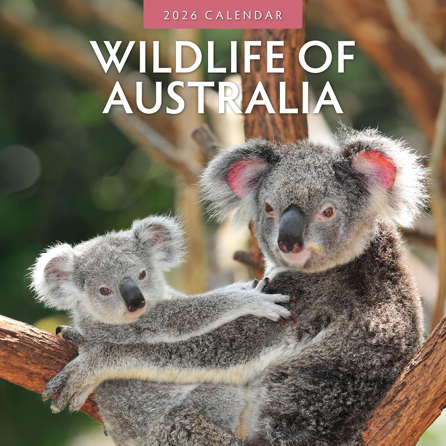 Red Robin 2026 Wildlife of Australia Monthly Wall Calendar | 12" x 24" Open | Premium Thick & Sturdy Paper | Hangable 12 Month Calendar | Lined Notes & To Do Area | Vivid Images | Plastic Free