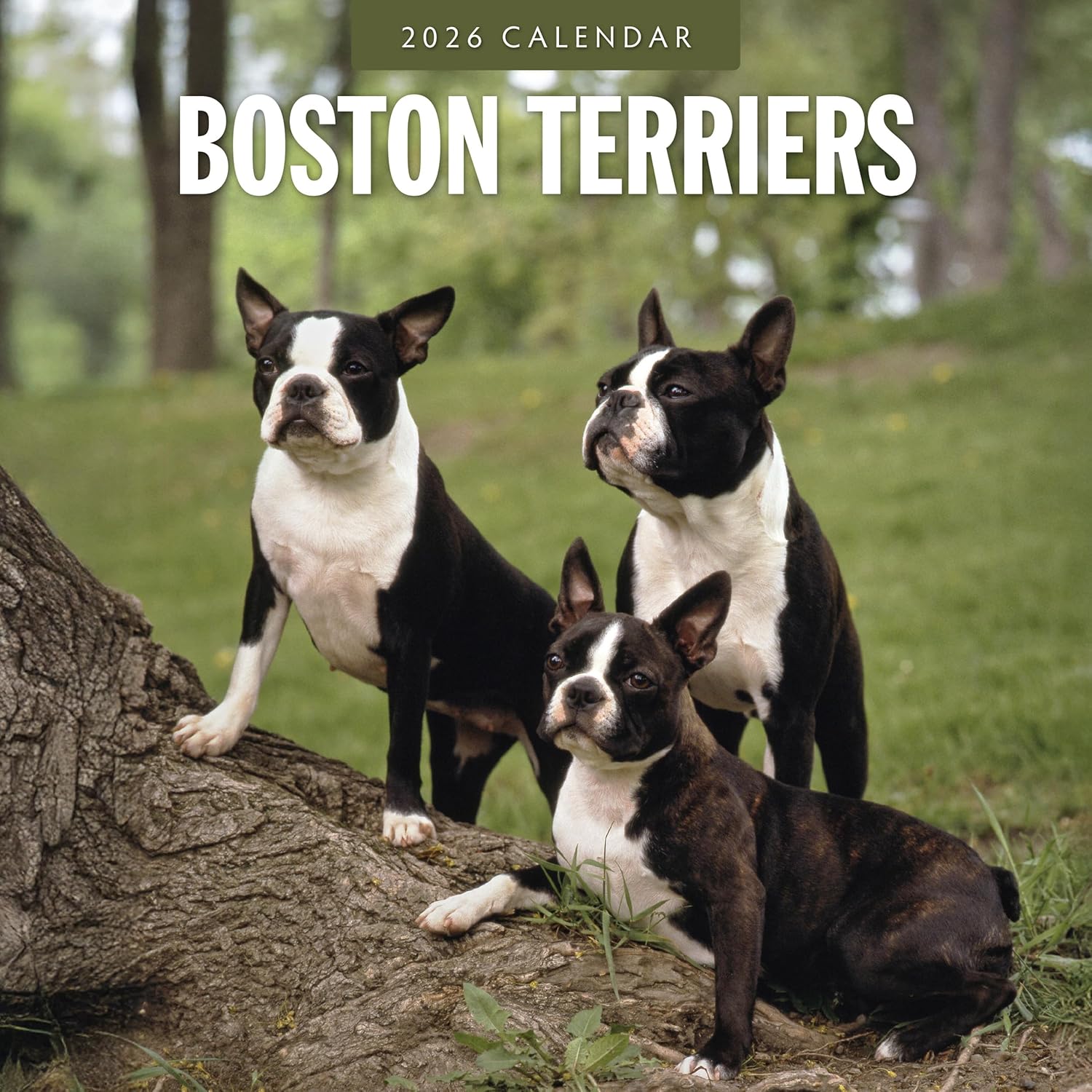 Red Robin 2026 Boston Terriers Monthly Wall Calendar | 12" x 24" Open | Premium Thick & Sturdy Paper | Hangable 12 Month Calendar | Lined Notes & To Do Area | Vivid Images | Plastic Free