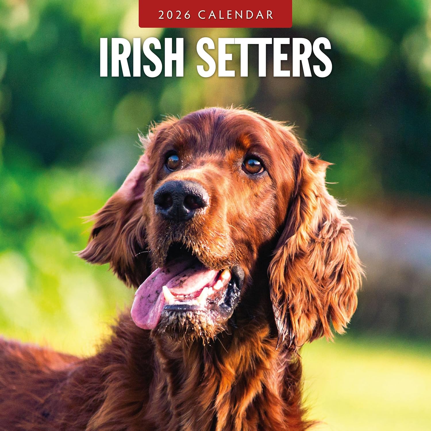 Red Robin 2026 Irish Setters Monthly Wall Calendar | 12" x 24" Open | Premium Thick & Sturdy Paper | Hangable 12 Month Calendar | Lined Notes & To Do Area | Vivid Images | Plastic Free