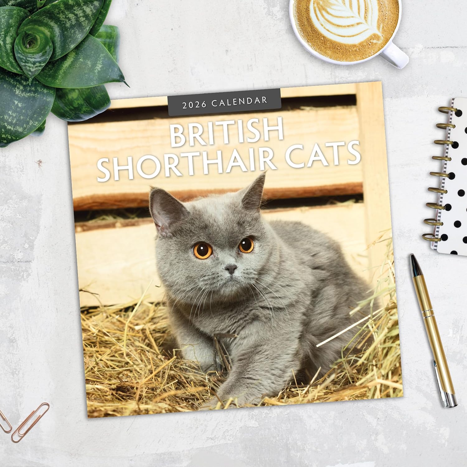 Red Robin 2026 British Shorthair Cats Monthly Wall Calendar | 12" x 24" Open | Premium Thick & Sturdy Paper | Hangable 12 Month Calendar | Lined Notes & To Do Area | Vivid Images | Plastic Free