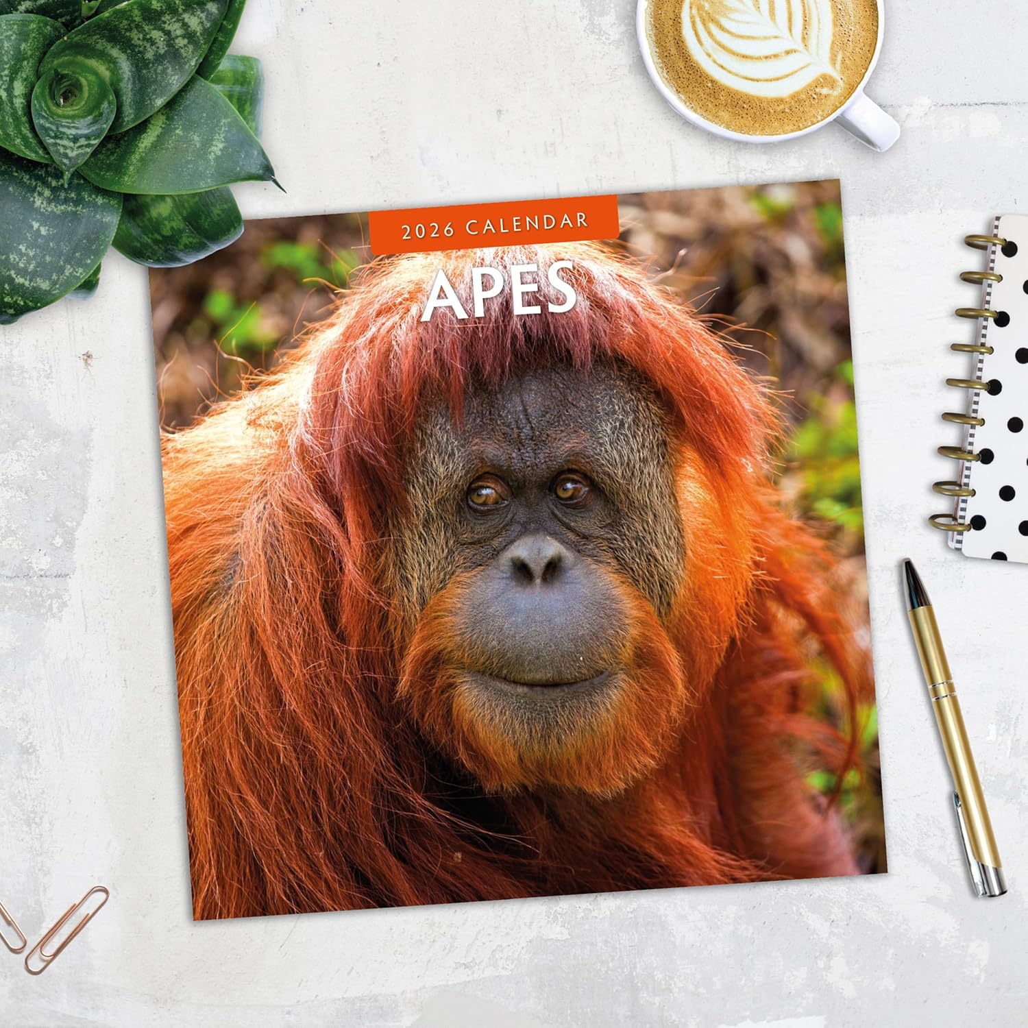 Apes - 2026 Square Wall Calendar - by Red Robin Publishing