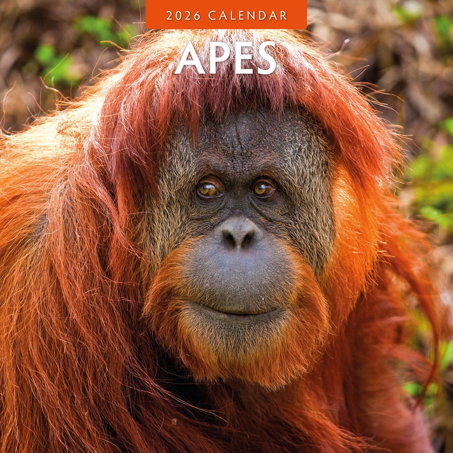 Apes - 2026 Square Wall Calendar - by Red Robin Publishing
