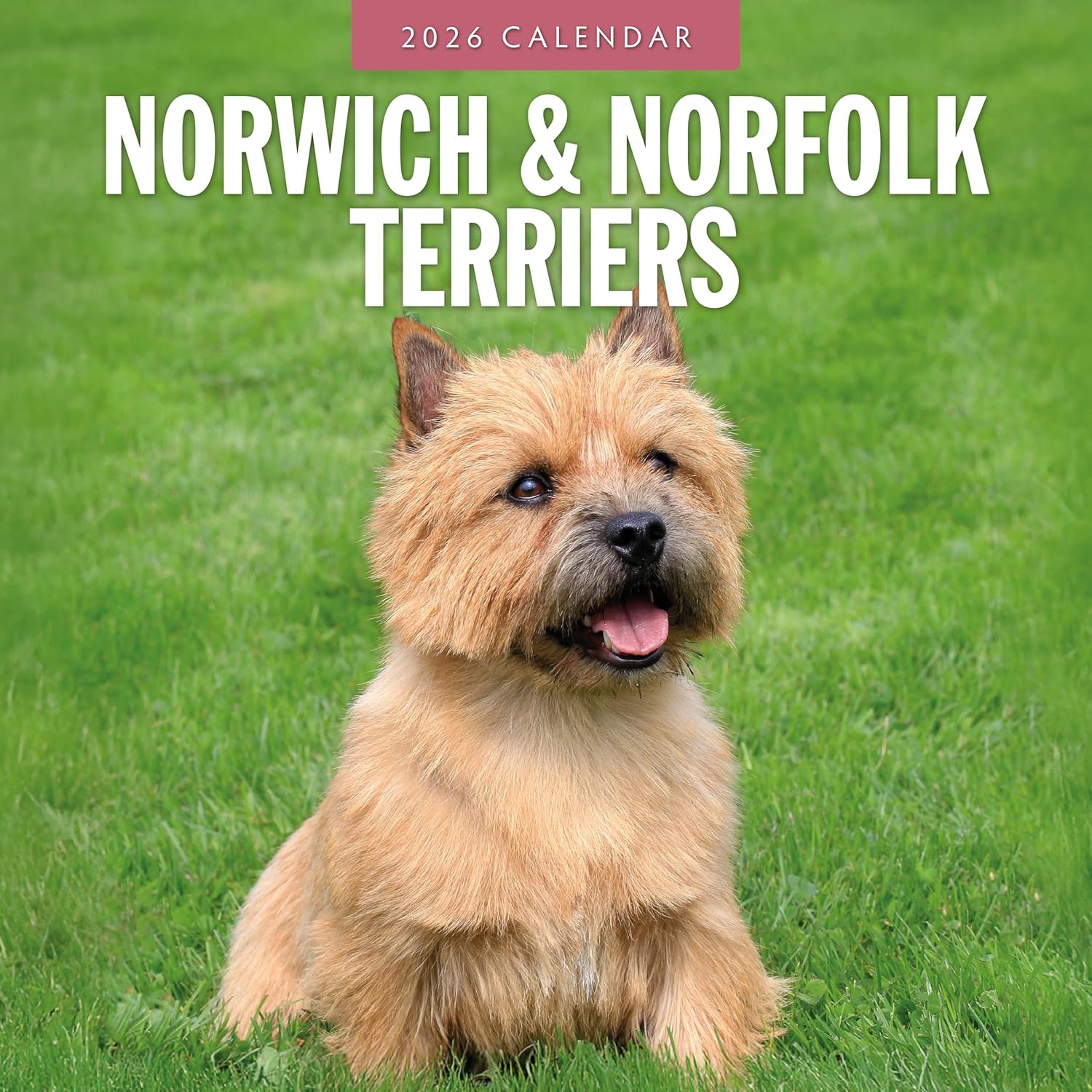 Red Robin 2026 Norwich & Norfolk Terriers Monthly Wall Calendar | 12" x 24" Open | Premium Thick & Sturdy Paper | Hangable 12 Month Calendar | Lined Notes & To Do Area | Vivid Images | Plastic Free