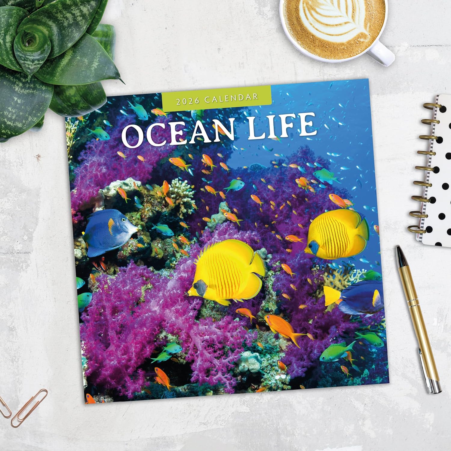 Red Robin 2026 Ocean Life Monthly Wall Calendar | 12" x 24" Open | Premium Thick & Sturdy Paper | Hangable 12 Month Calendar | Lined Notes & To Do Area | Vivid Images | Plastic Free