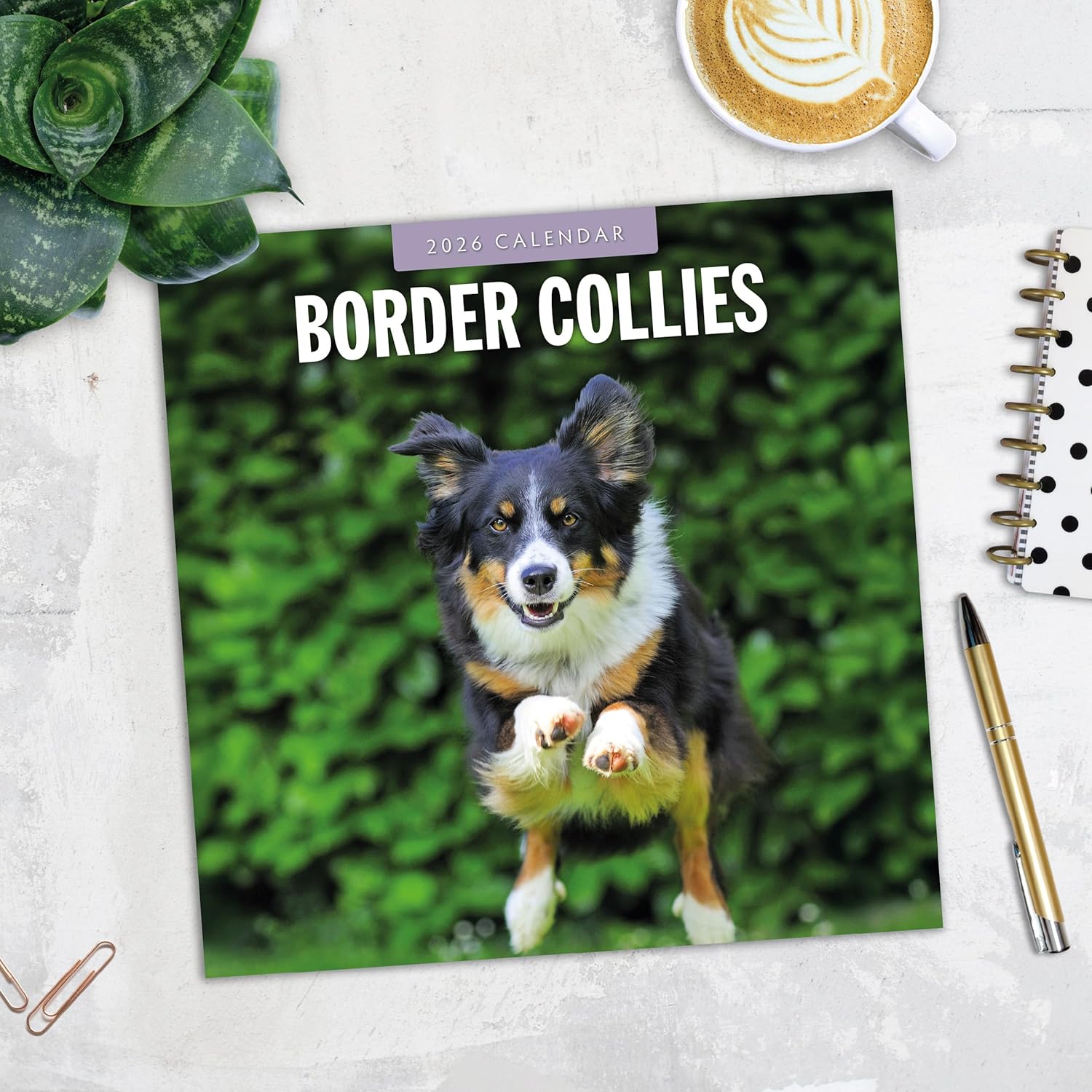 Red Robin 2026 Border Collies Monthly Wall Calendar | 12" x 24" Open | Premium Thick & Sturdy Paper | Hangable 12 Month Calendar | Lined Notes & To Do Area | Vivid Images | Plastic Free