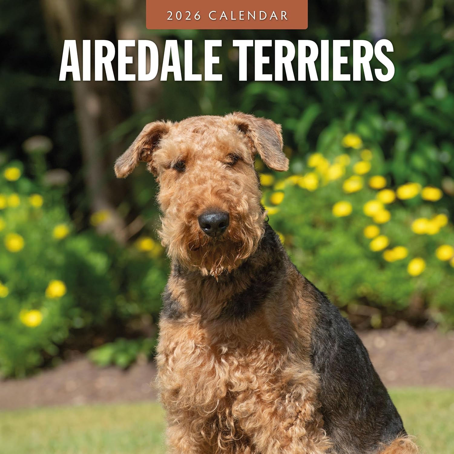 Red Robin 2026 Airedale Terriers Monthly Wall Calendar | 12" x 24" Open | Premium Thick & Sturdy Paper | Hangable 12 Month Calendar | Lined Notes & To Do Area | Vivid Images | Plastic Free