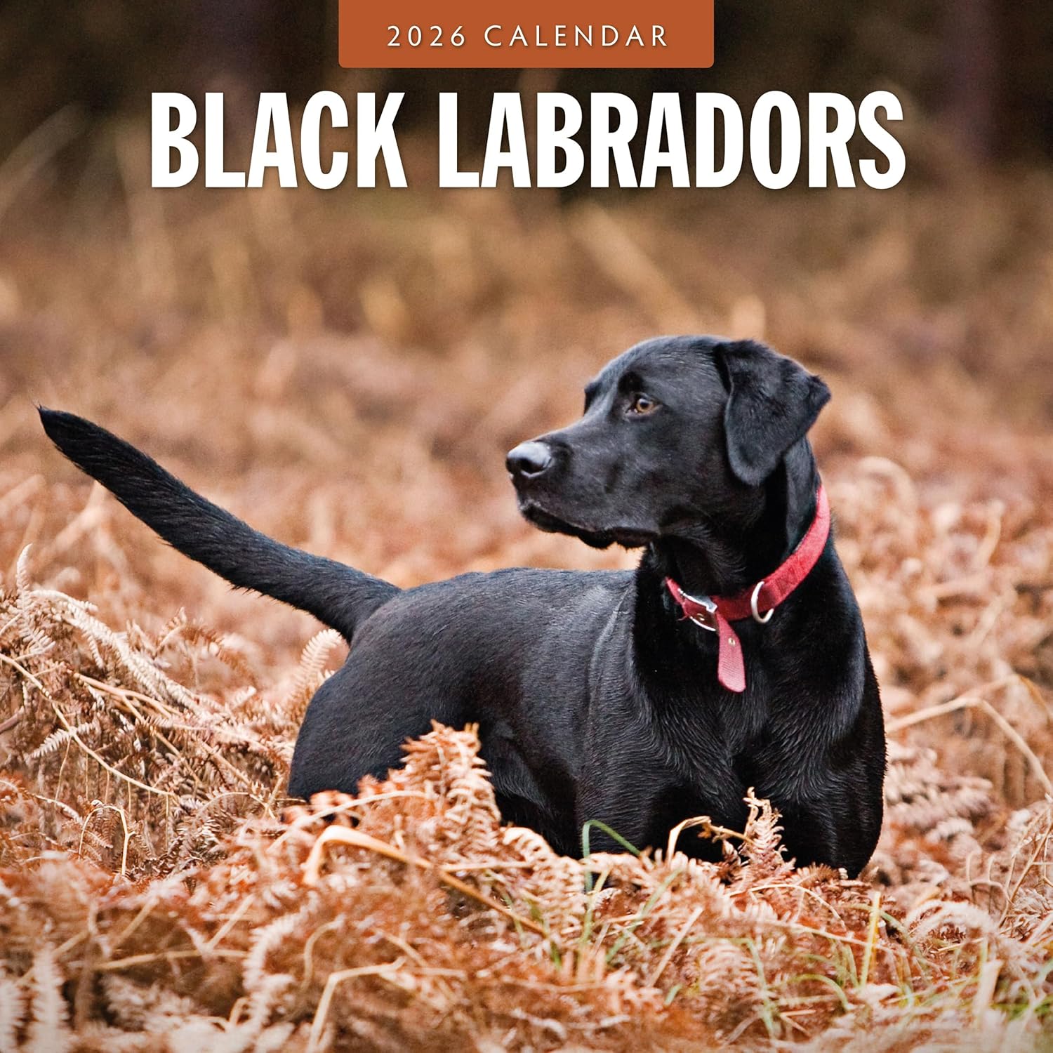 Red Robin 2026 Black Labradors Monthly Wall Calendar | 12" x 24" Open | Premium Thick & Sturdy Paper | Hangable 12 Month Calendar | Lined Notes & To Do Area | Vivid Images | Plastic Free