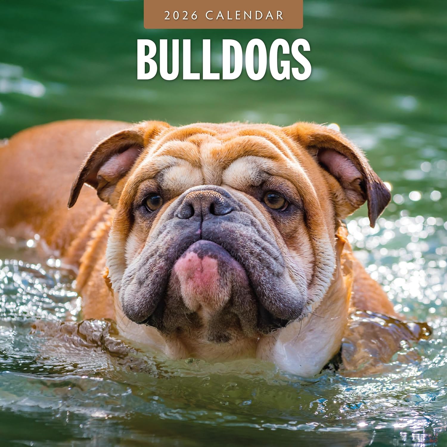 Red Robin 2026 Bulldogs Monthly Wall Calendar | 12" x 24" Open | Premium Thick & Sturdy Paper | Hangable 12 Month Calendar | Lined Notes & To Do Area | Vivid Images | Plastic Free
