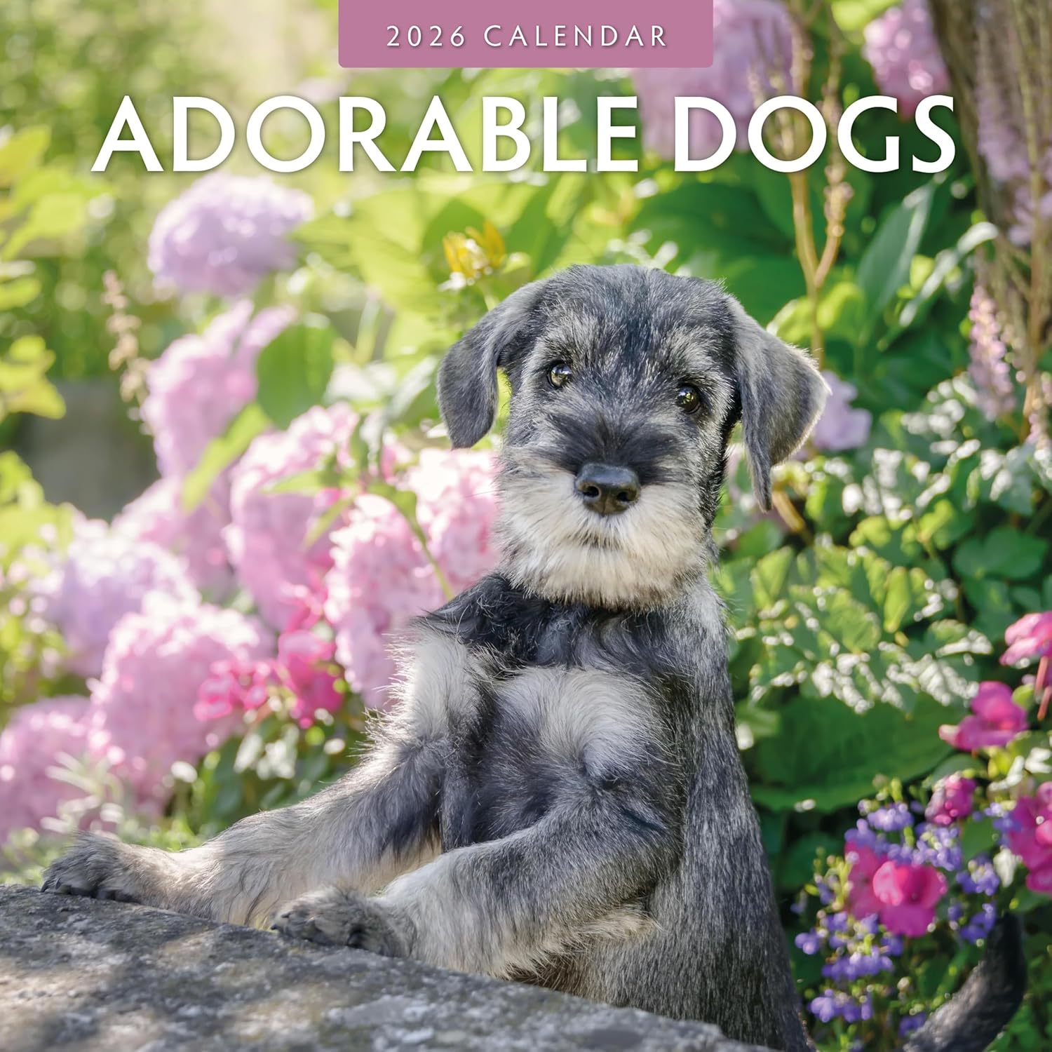 Adorable Dogs - 2026 Square Wall Calendar - by Red Robin Publishing