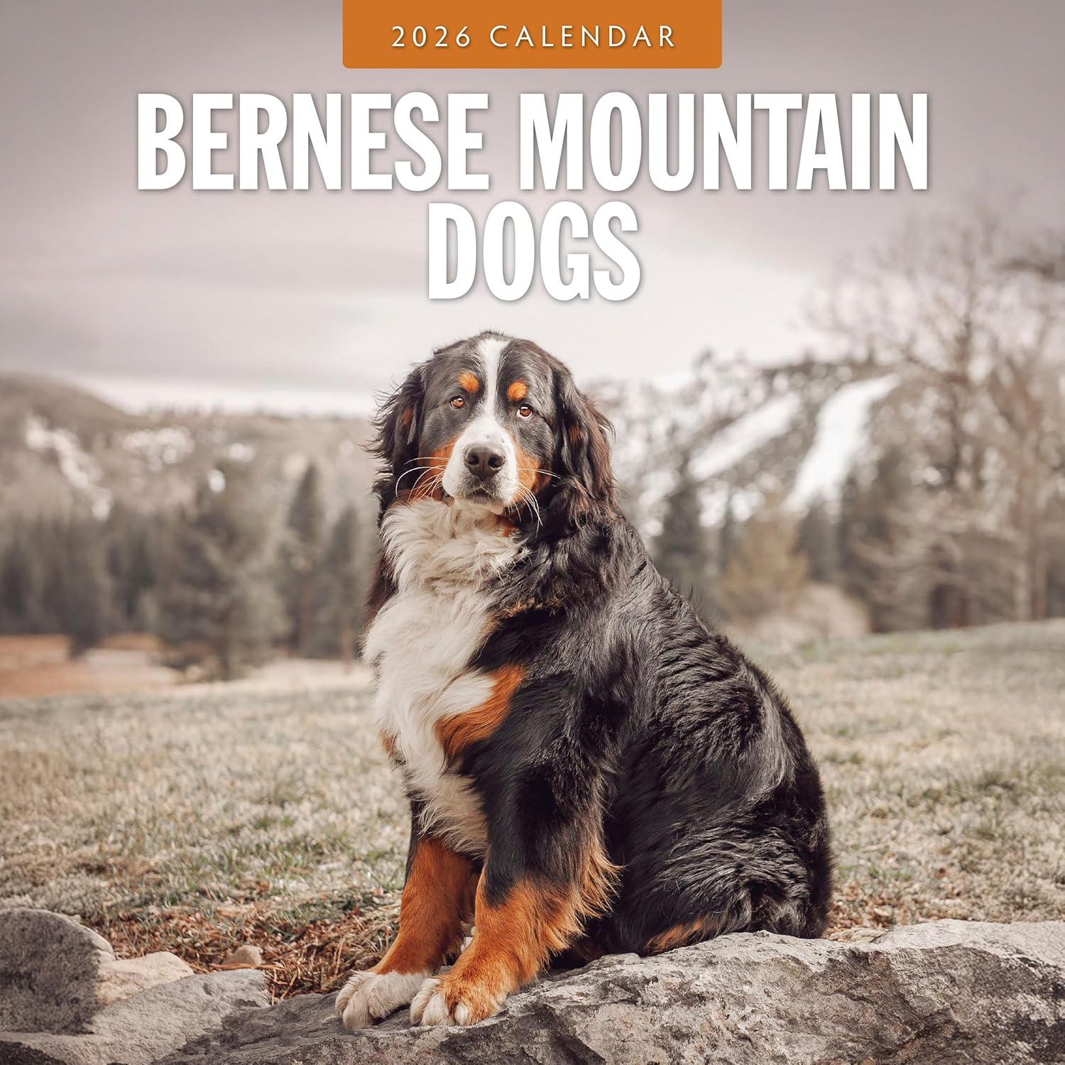 Red Robin 2026 Bernese Mountain Dogs Monthly Wall Calendar | 12" x 24" Open | Premium Thick & Sturdy Paper | Hangable 12 Month Calendar | Lined Notes & To Do Area | Vivid Images | Plastic Free