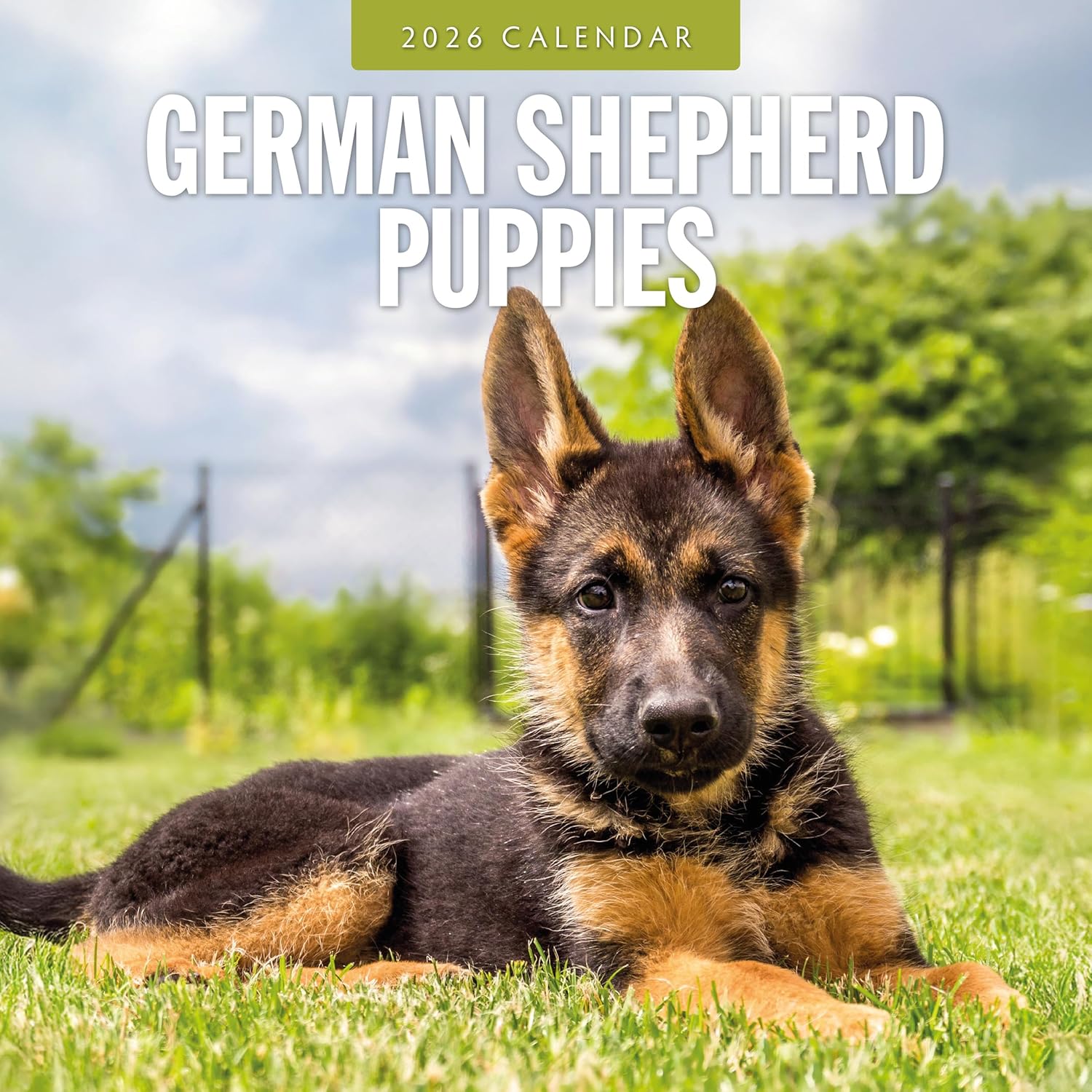 Red Robin 2026 German Shepherd Puppies Monthly Wall Calendar | 12" x 24" Open | Premium Thick & Sturdy Paper | Hangable 12 Month Calendar | Lined Notes & To Do Area | Vivid Images | Plastic Free