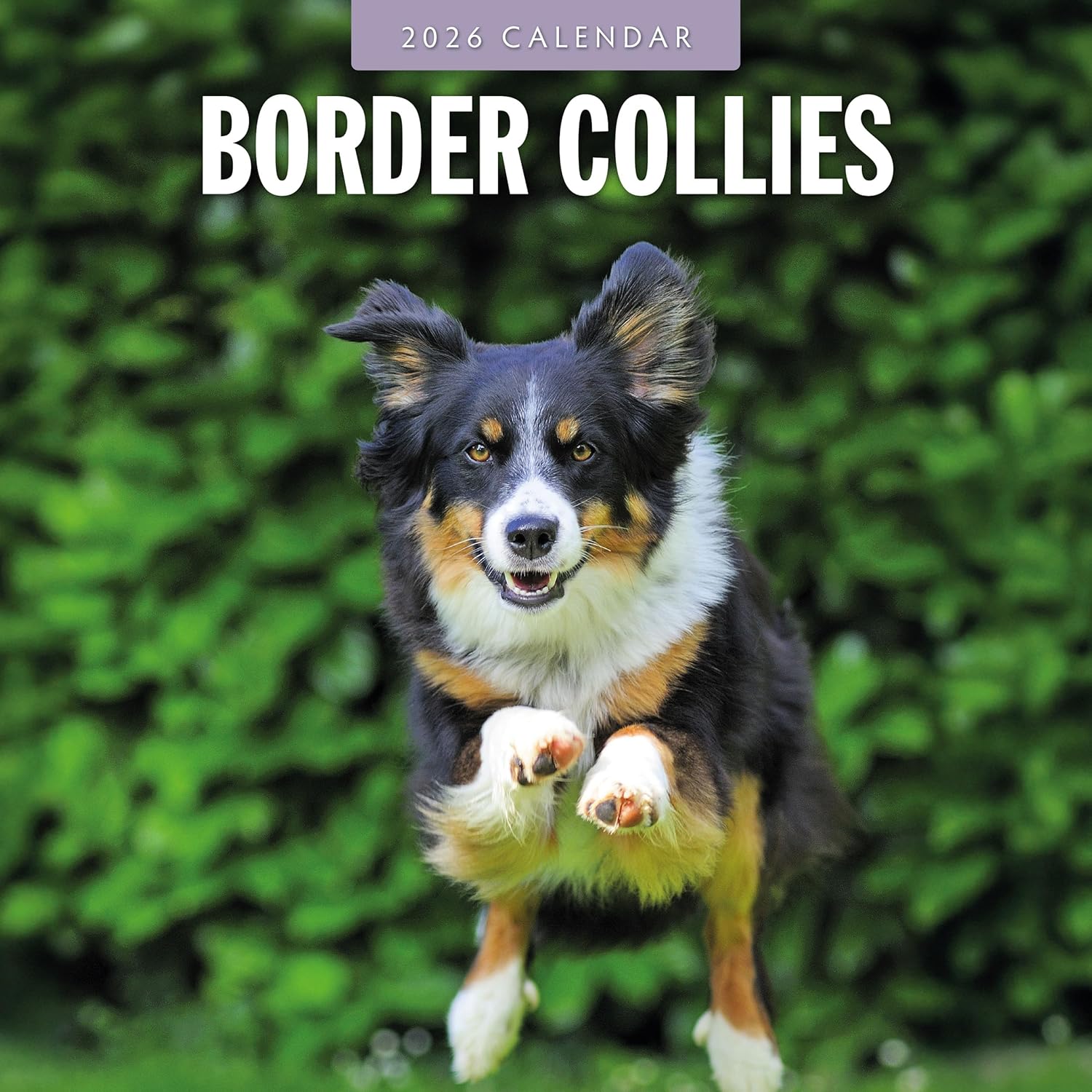 Red Robin 2026 Border Collies Monthly Wall Calendar | 12" x 24" Open | Premium Thick & Sturdy Paper | Hangable 12 Month Calendar | Lined Notes & To Do Area | Vivid Images | Plastic Free