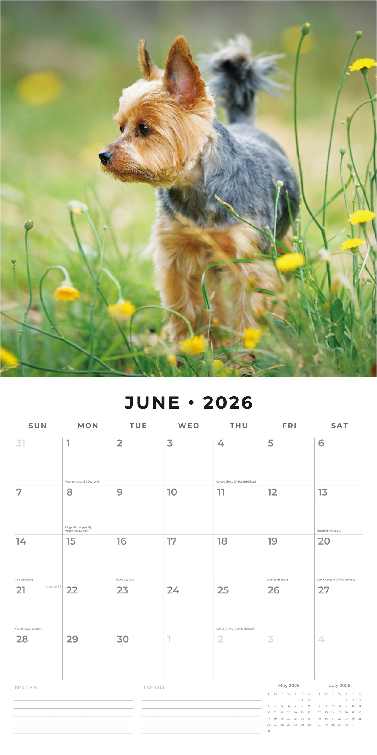 Red Robin 2026 Yorkshire Terriers Monthly Wall Calendar | 12" x 24" Open | Premium Thick & Sturdy Paper | Hangable 12 Month Calendar | Lined Notes & To Do Area | Vivid Images | Plastic Free
