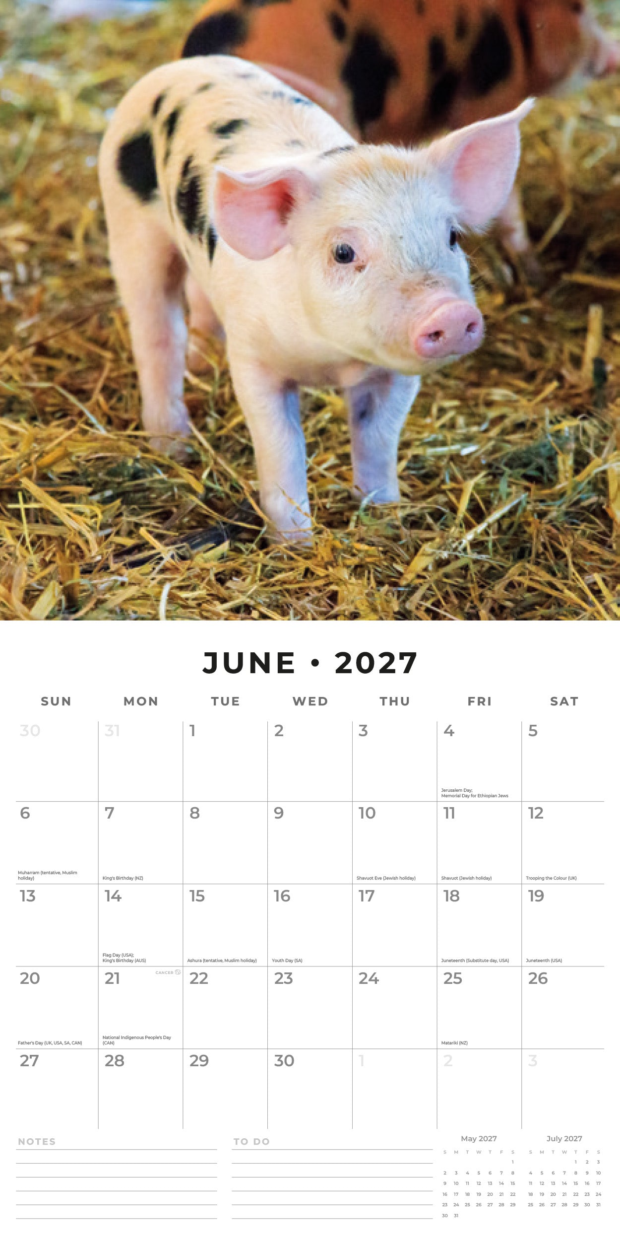 Red Robin 2027 Pigs & Piglets Monthly Wall Calendar | 12" x 12"