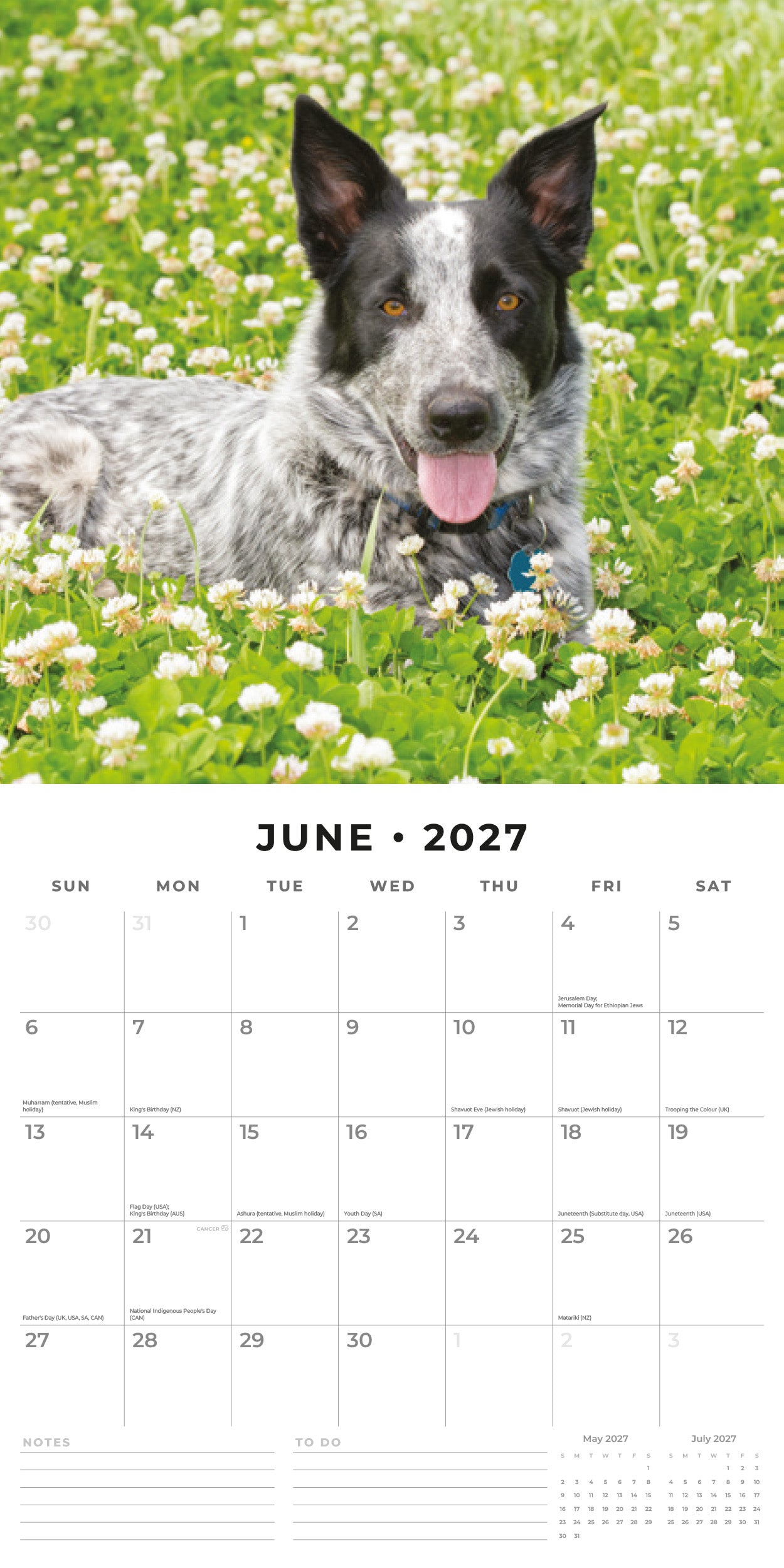 Red Robin 2027 Australian Cattle Dogs Monthly Wall Calendar | 12" x 12"