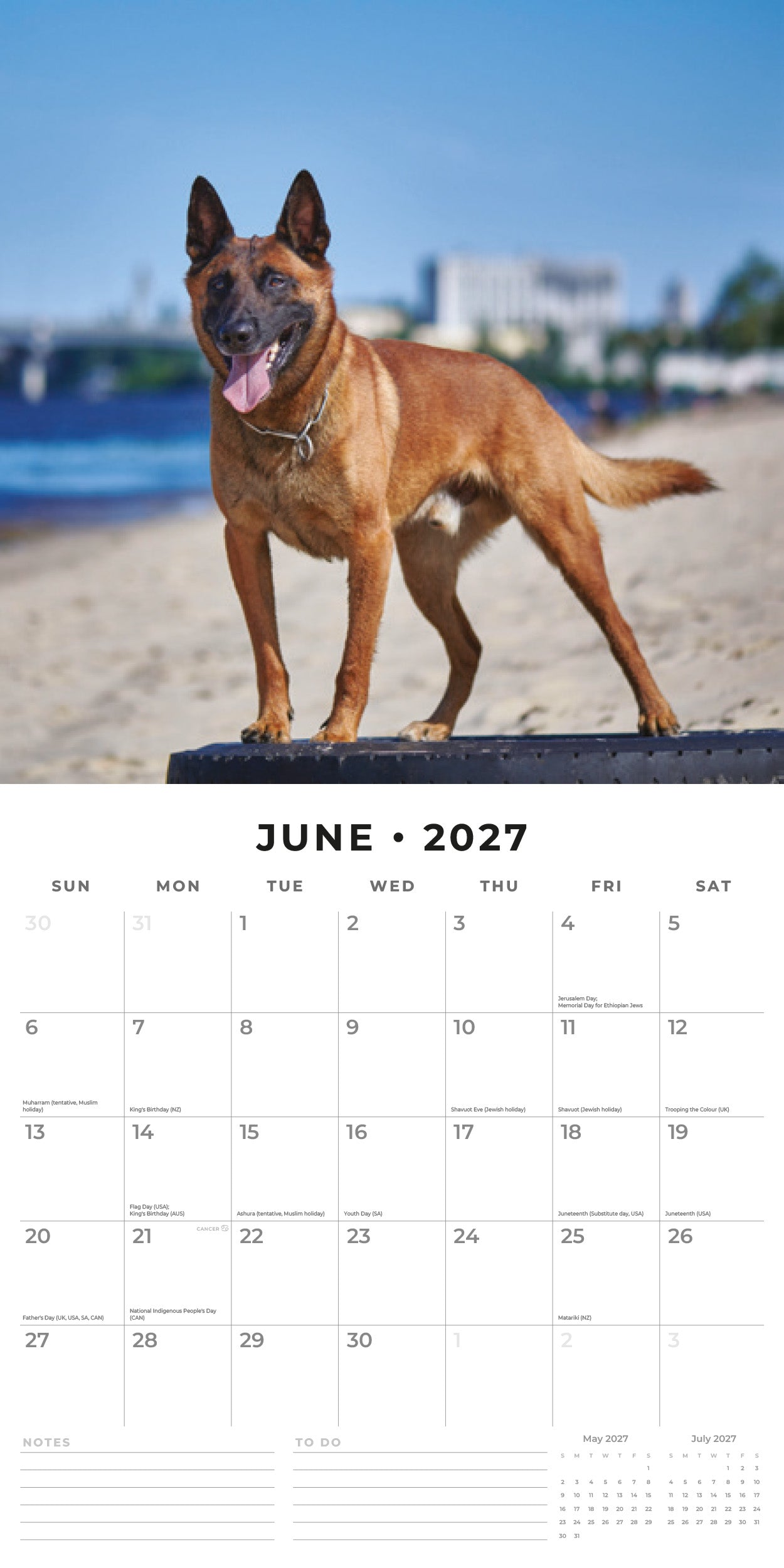 Red Robin 2027 Belgian Shepherd Dogs Monthly Wall Calendar | 12" x 12"