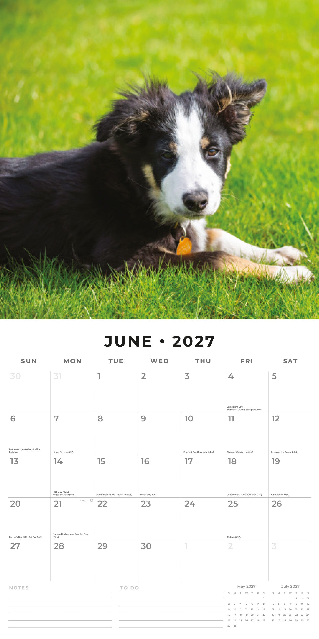 Red Robin 2027 Border Collie Puppies Monthly Wall Calendar | 12" x 12"