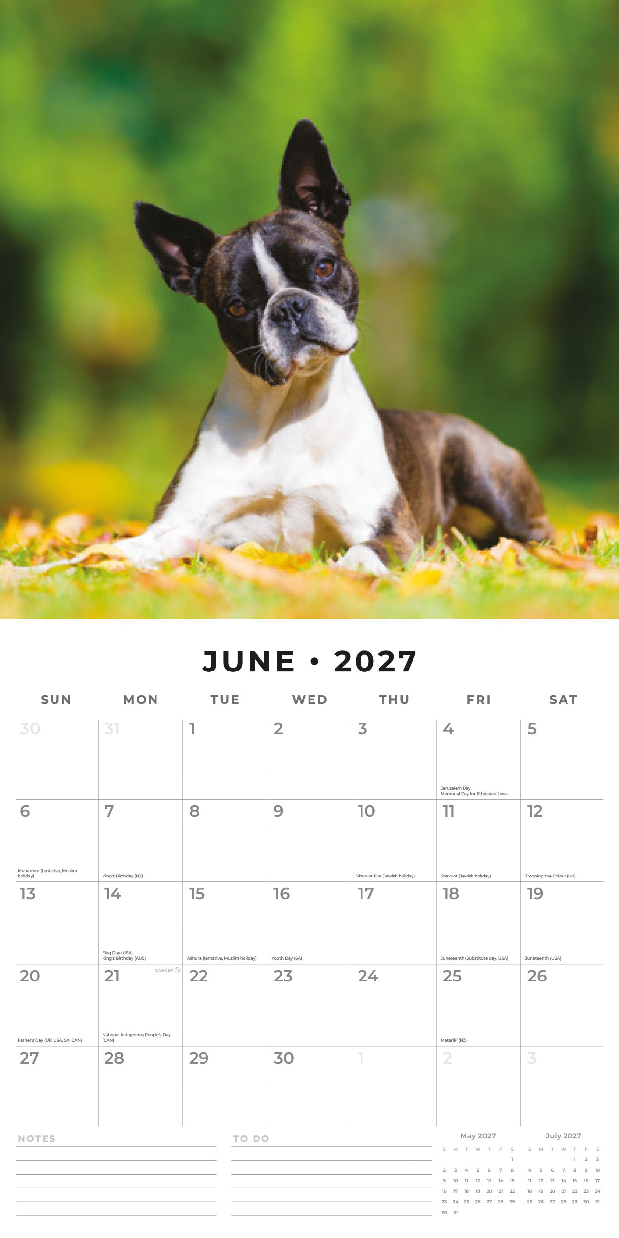 Red Robin 2027 Boston Terriers Monthly Wall Calendar | 12" x 12"