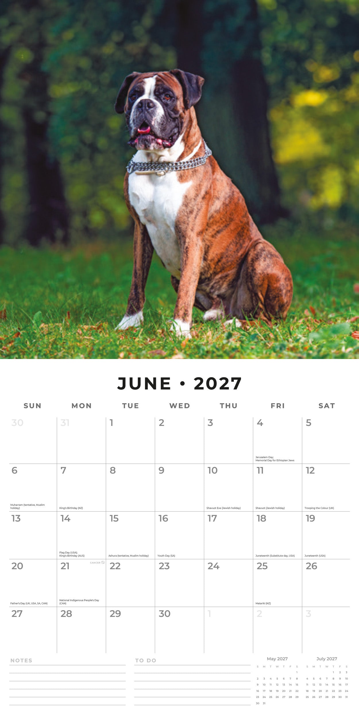 Red Robin 2027 Boxers Monthly Wall Calendar | 12" x 12"