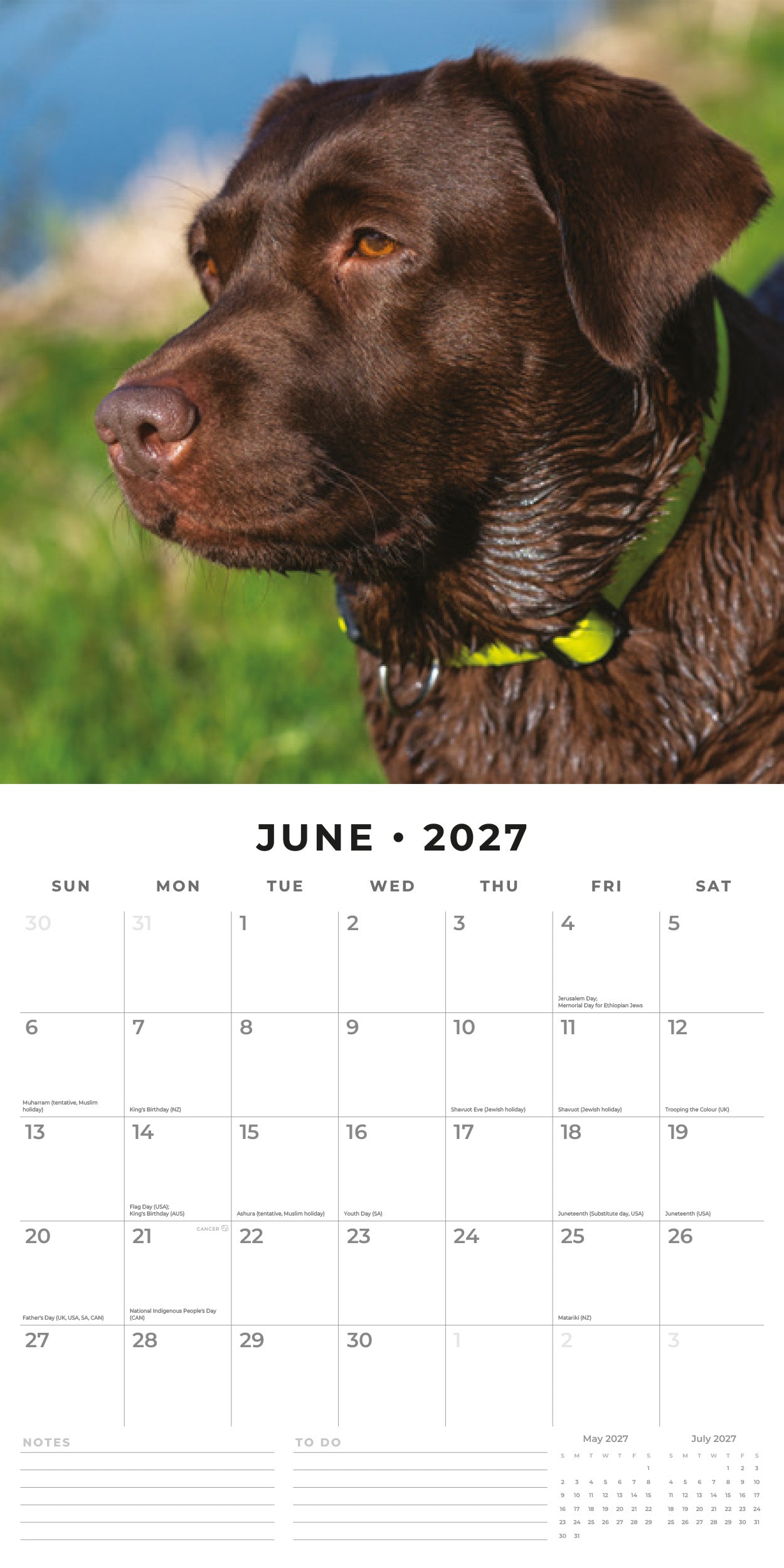 Red Robin 2027 Chocolate Labradors Monthly Wall Calendar | 12" x 12"