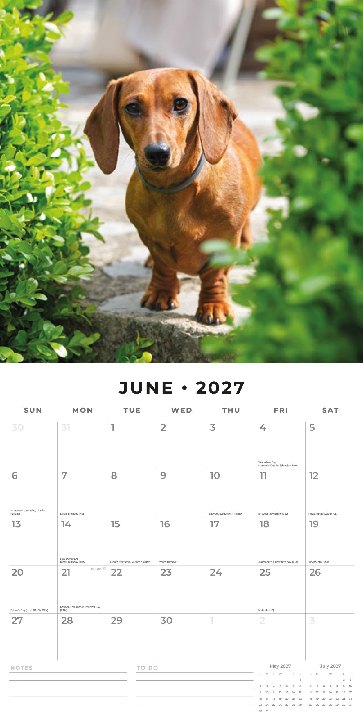 Red Robin 2027 Dachshunds Monthly Wall Calendar | 12" x 12"