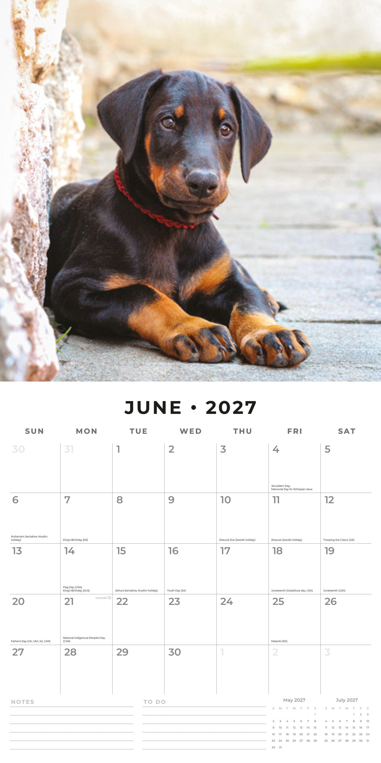 Red Robin 2027 Dobermans Monthly Wall Calendar | 12" x 12"