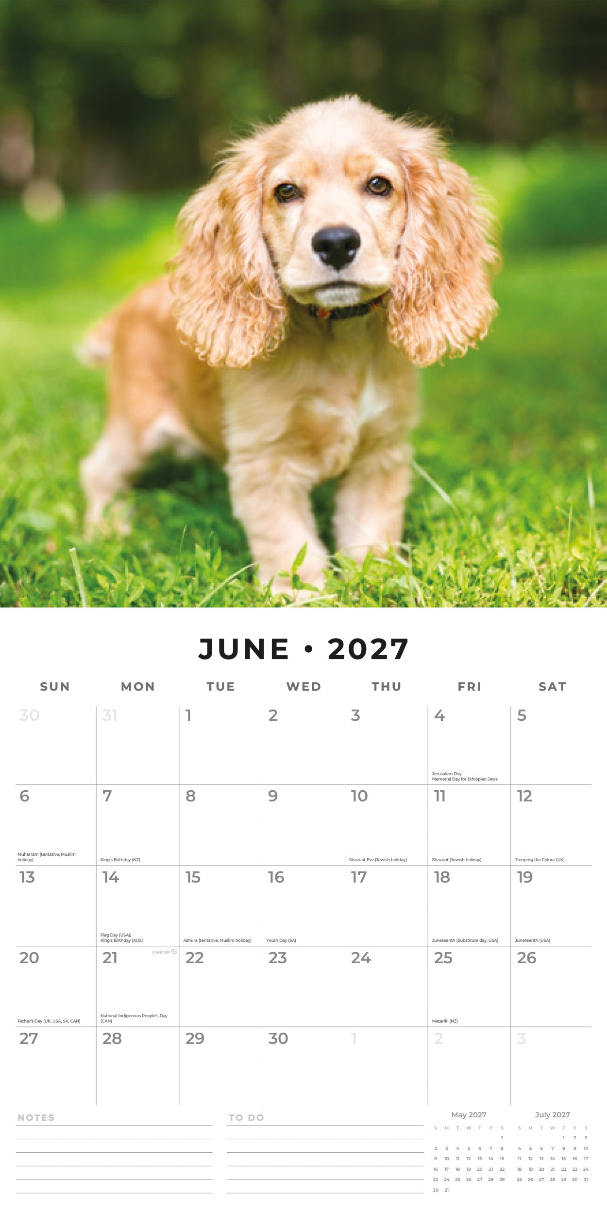 Red Robin 2027 English Cocker Spaniels Monthly Wall Calendar | 12" x 12"