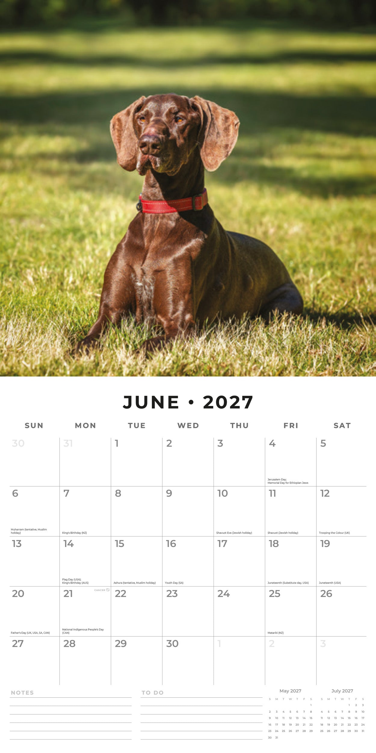 Red Robin 2027 German Shorthaired Pointers Wall Calendar | 12" x 12"