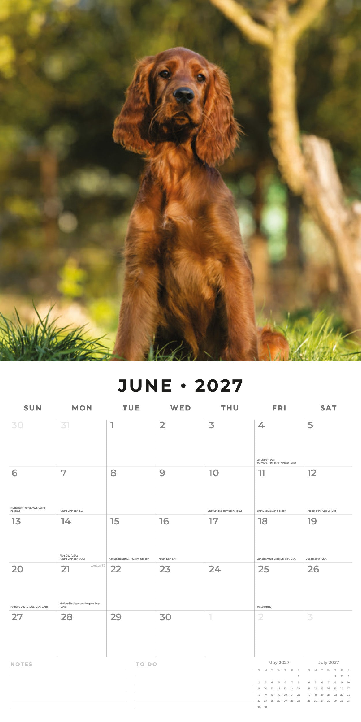 Red Robin 2027 Irish Setters Monthly Wall Calendar | 12" x 12"