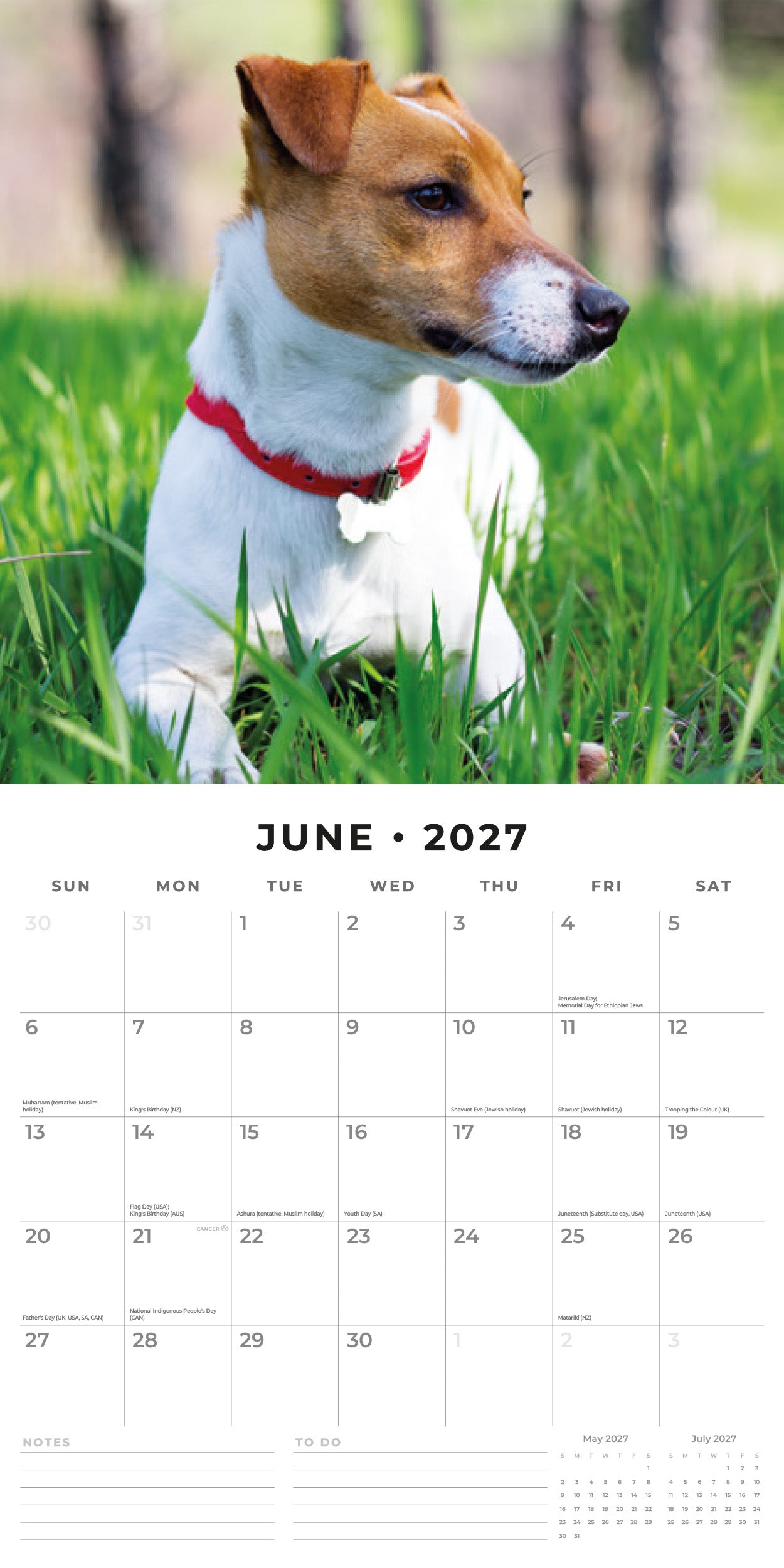 Red Robin 2027 Jack Russells Monthly Wall Calendar | 12" x 12"