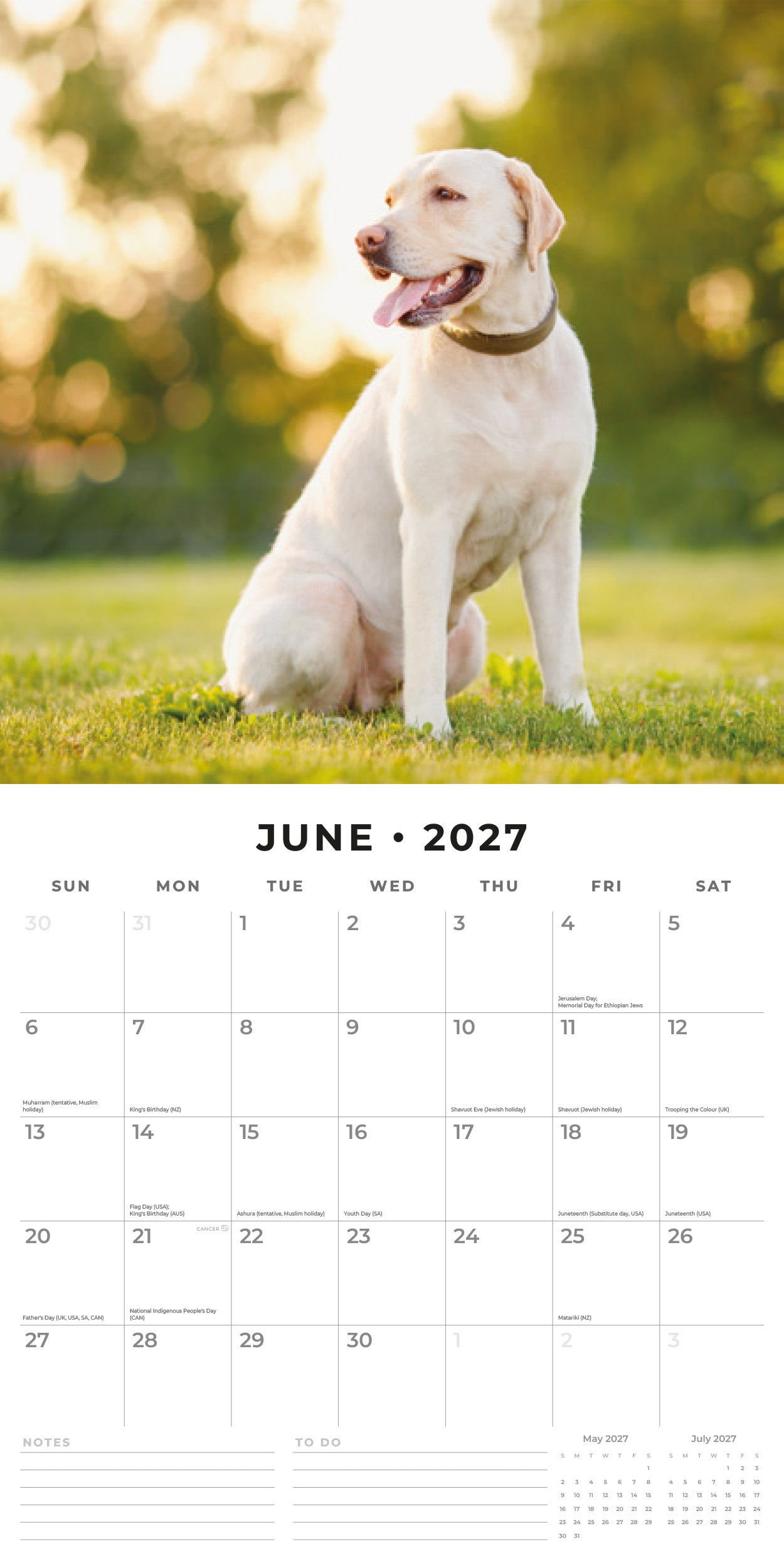Red Robin 2027 Labradors Monthly Wall Calendar | 12" x 12"