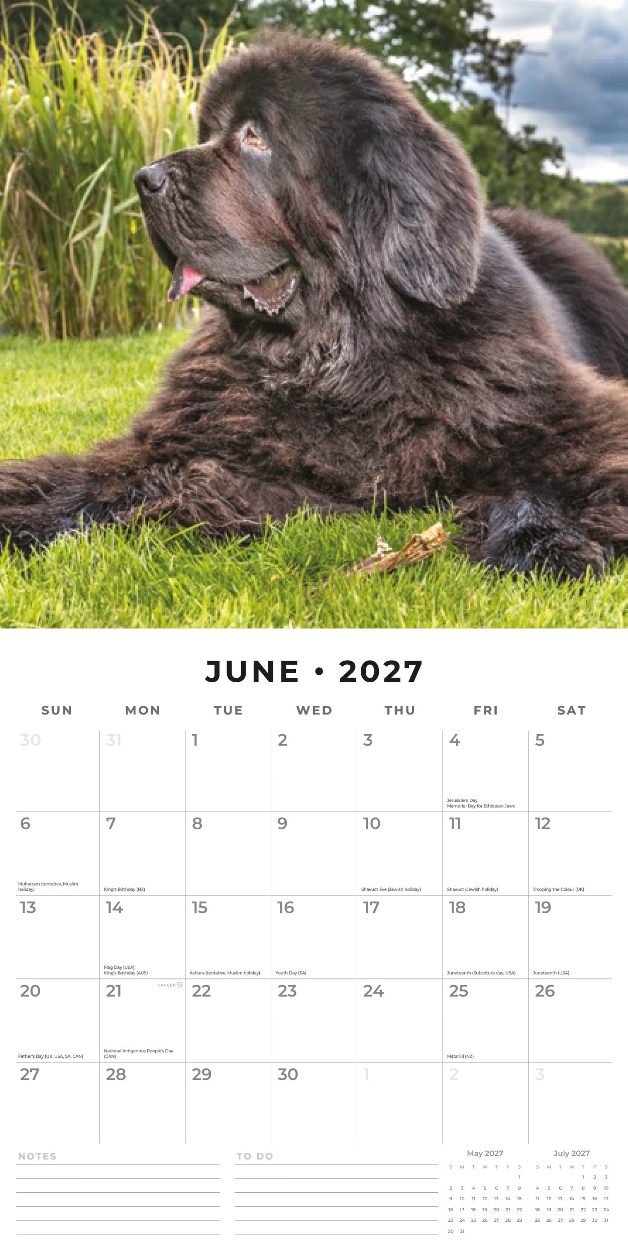 Red Robin 2027 Newfoundlands Monthly Wall Calendar | 12" x 12"
